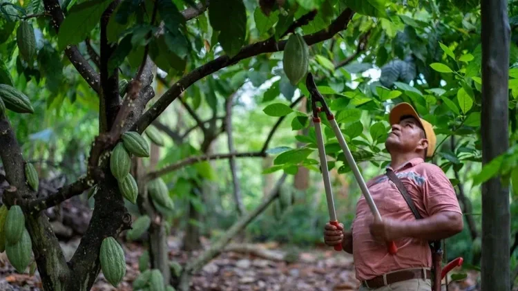 Cocoa+Aprocam+Peru+(4).webp