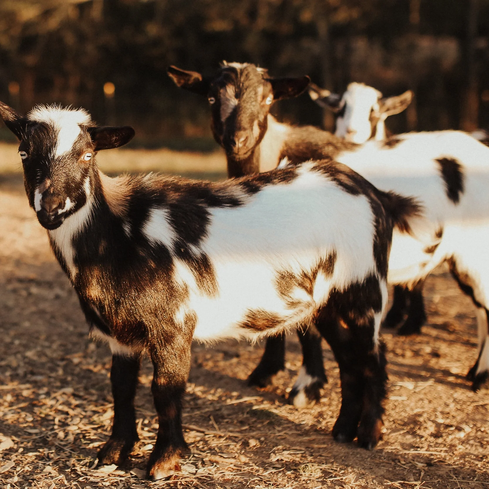 Penny, Howard & Leonard