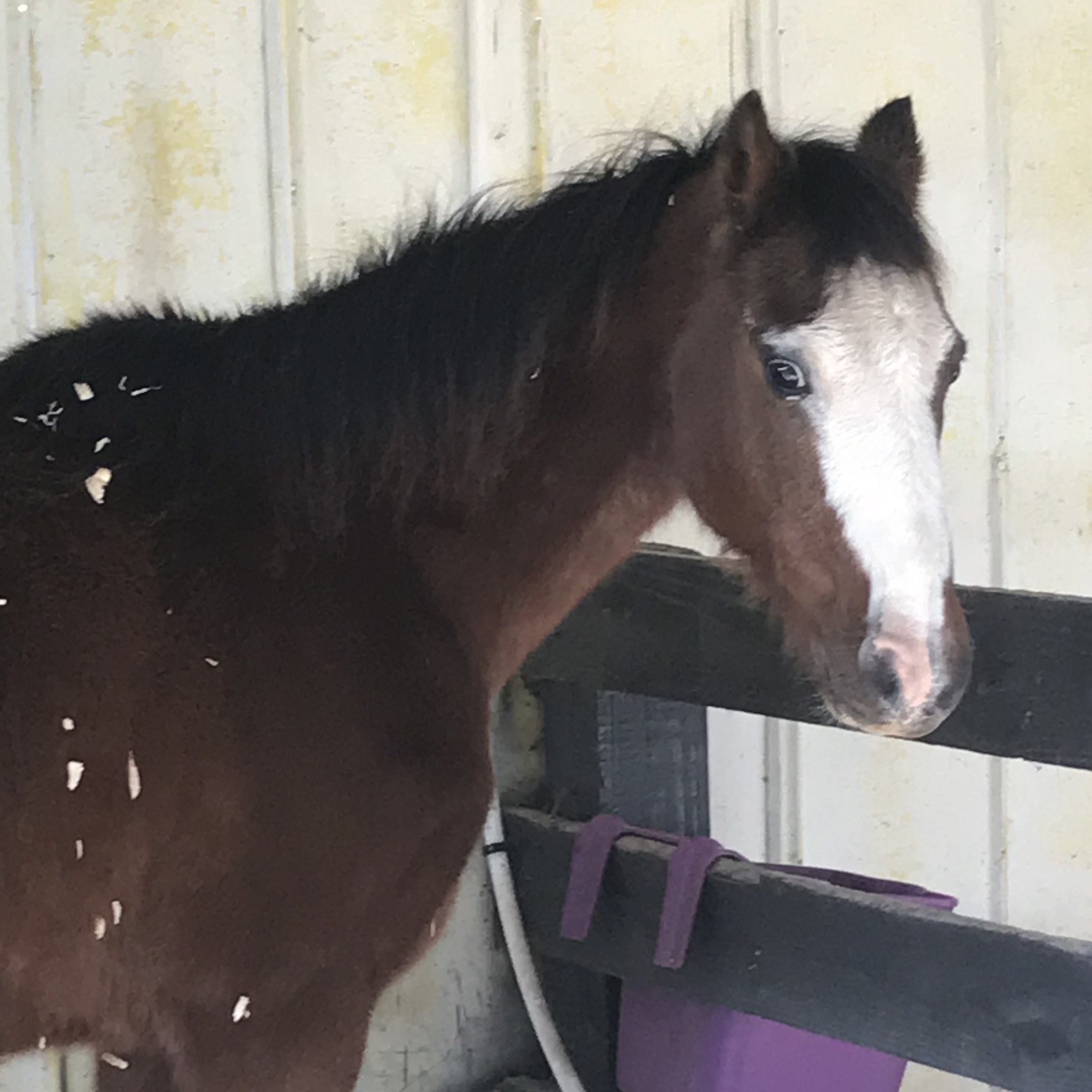 “Pony”