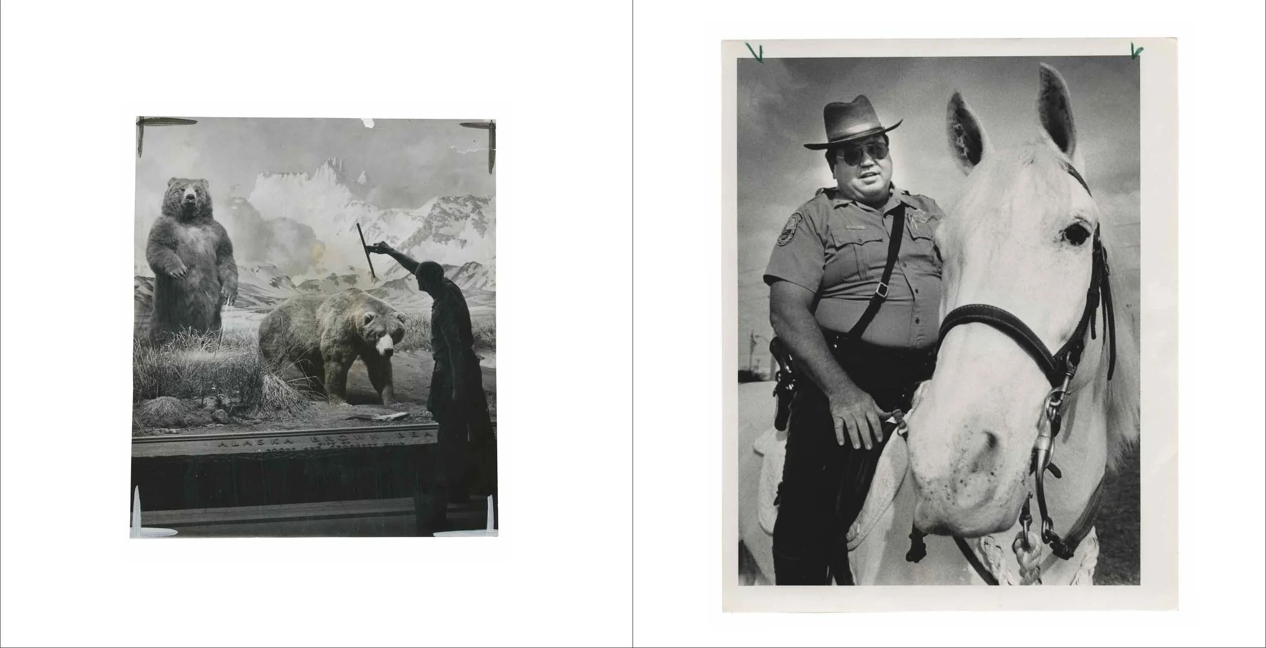 A PAIR OF ALASKAN BROWN BEARS/METRO DADE POLICE