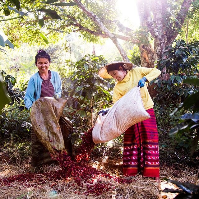 We would like to shed light on the benefits of composting coffee pulp - beneficial bacteria and fungi production and environmental protection.  On our farm, the finished product will be added to our raised garden beds for vegetable production. 📷 @at