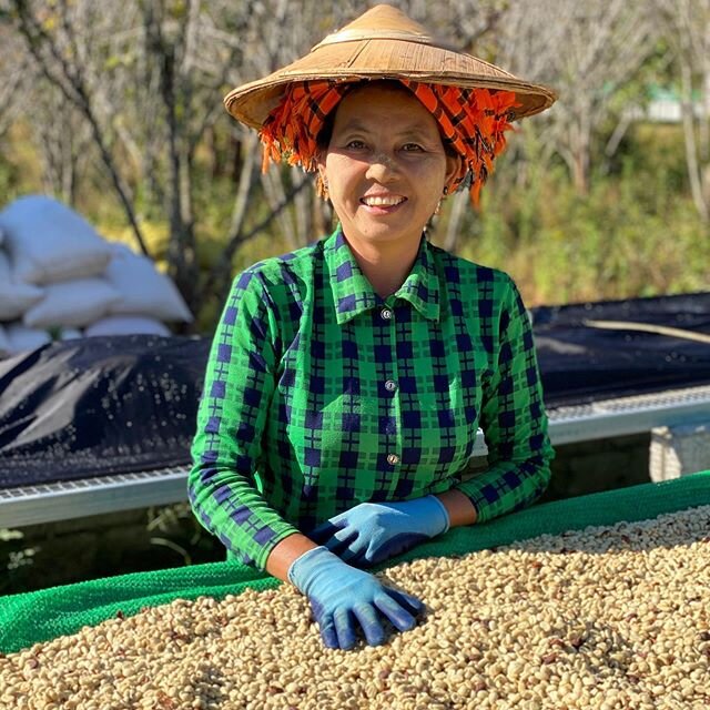 Time to celebrate - 1st place in the Washed category of the Myanmar Coffee Cupping Competition this year.  The average score of the three international judges was 88.5. 
Mugh Moo is one of eight ladies who looked after this floral and fruity coffee f