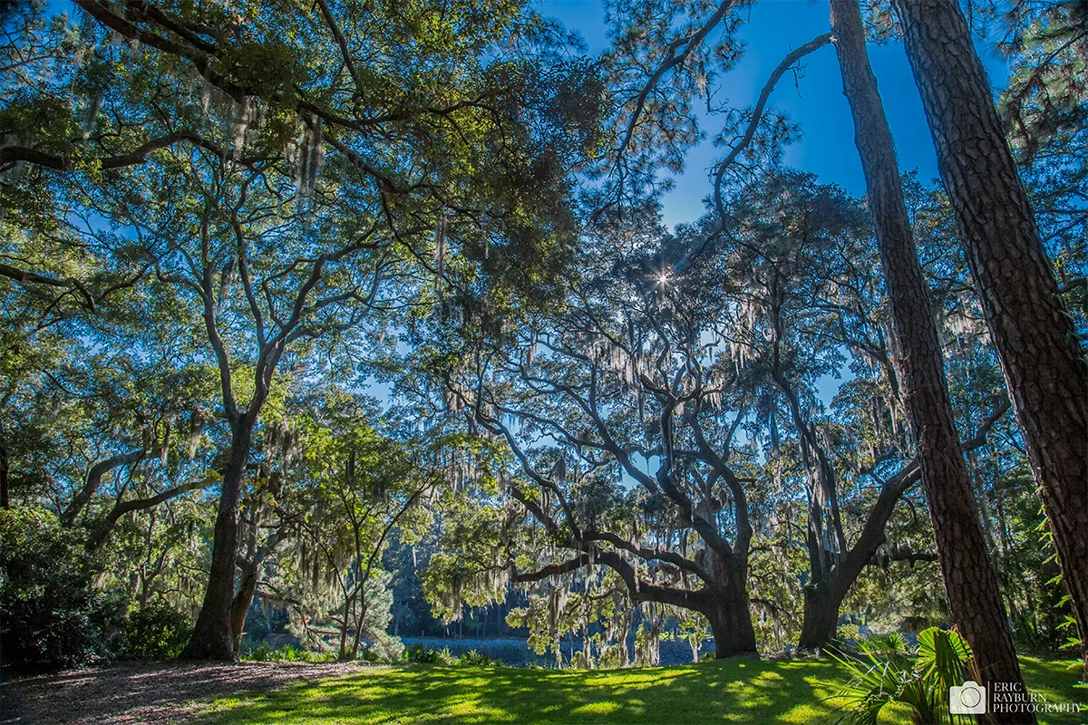 Mossy Oaks