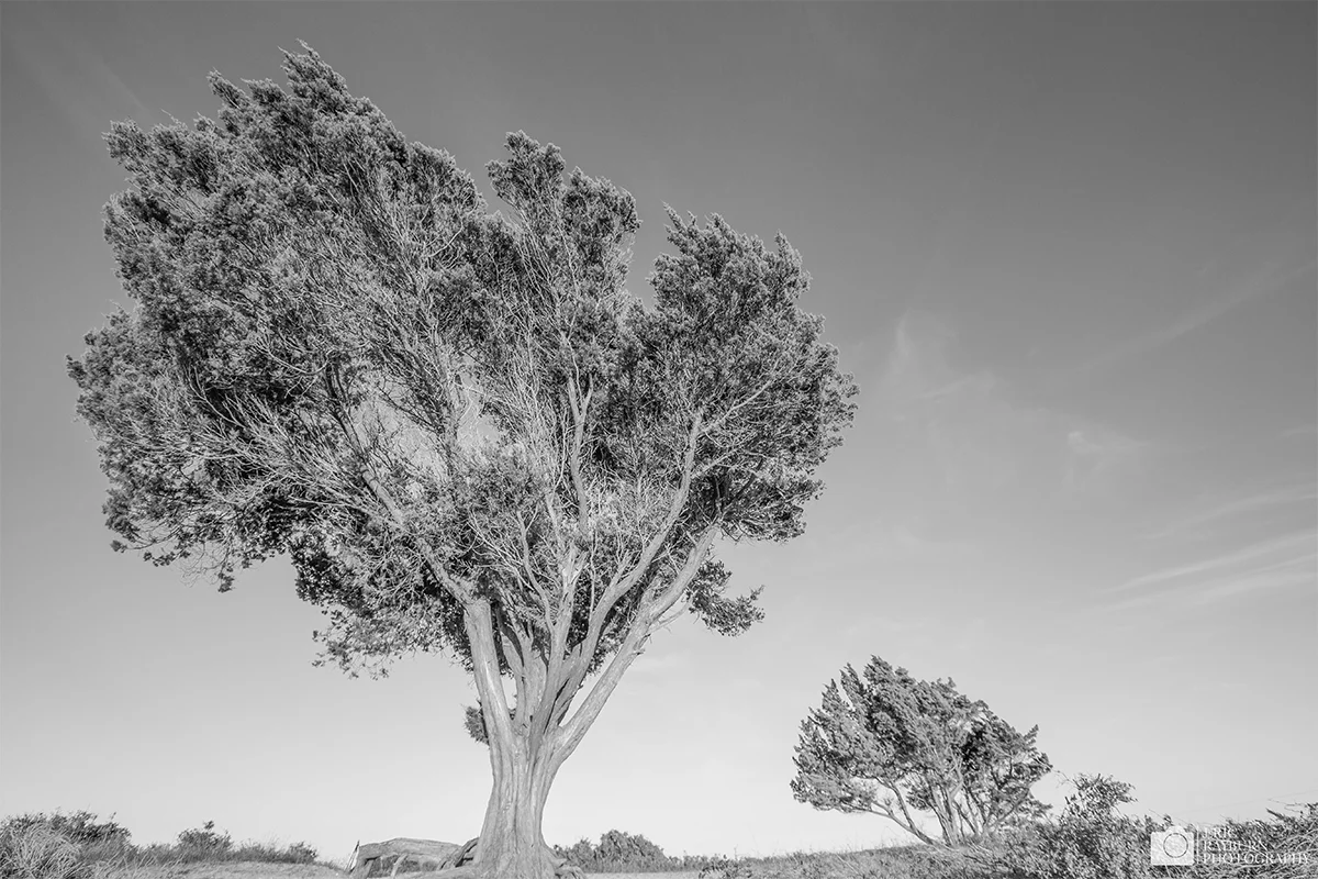 North Carolina Breezes