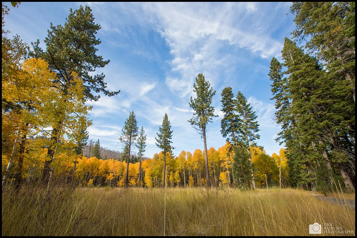 Tahoe Aspen Grove