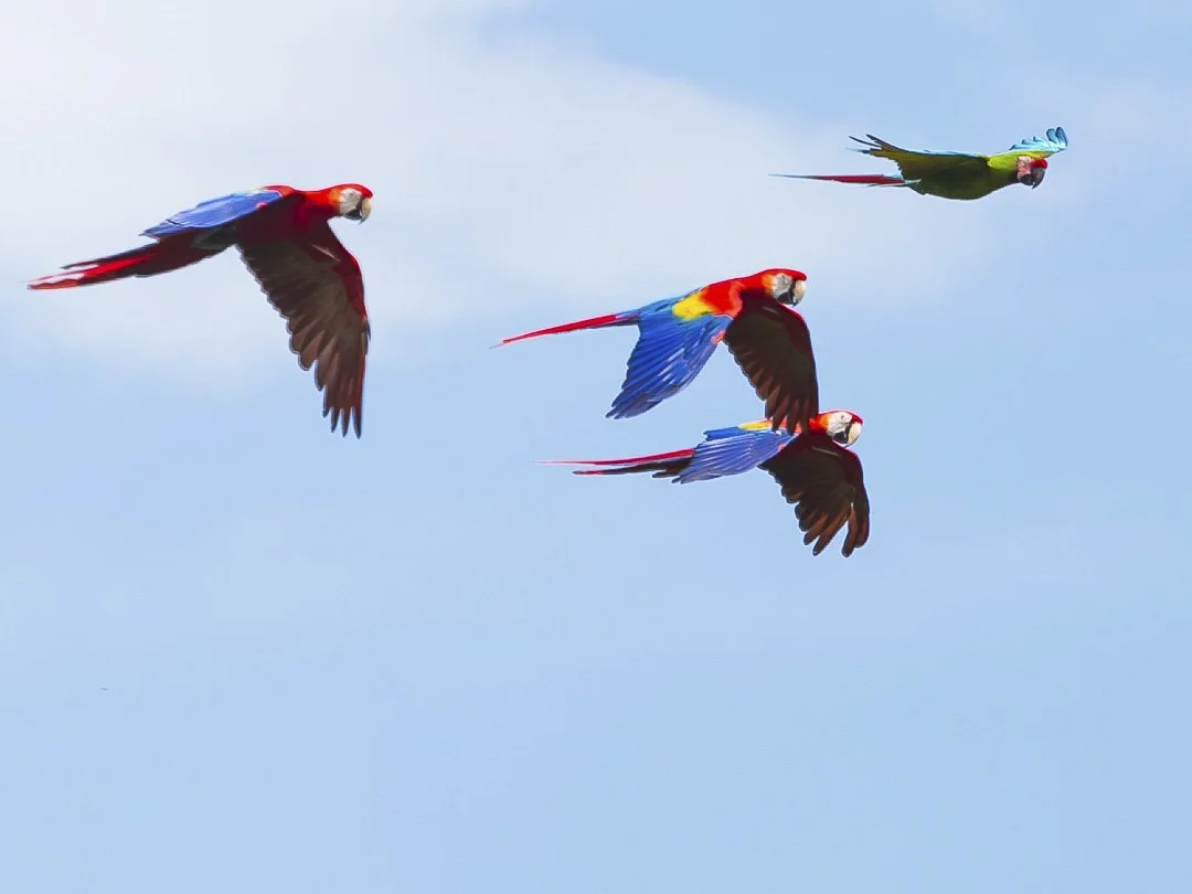 Avistamiento de aves en Quintana Roo: el turismo de naturaleza que gana terreno