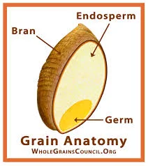 whole grain.jpeg
