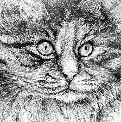 Cat - Drawing — The Lucky Kreative Fine Art
