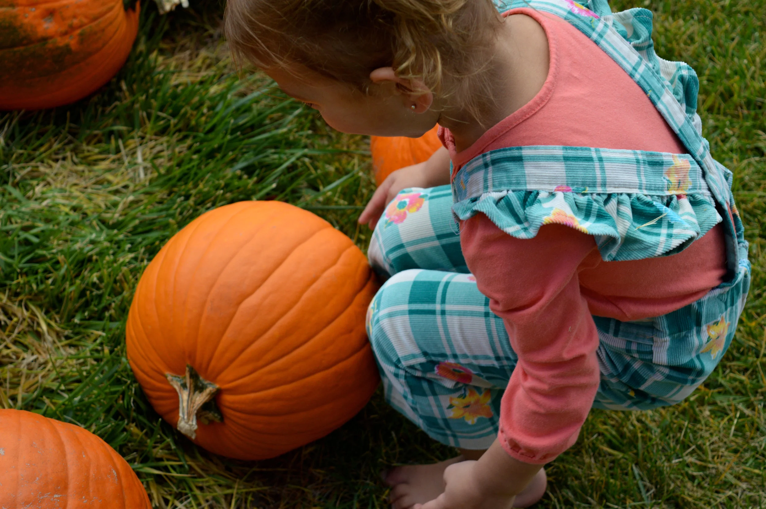 Pumpkin Patch Aurora 12.jpg