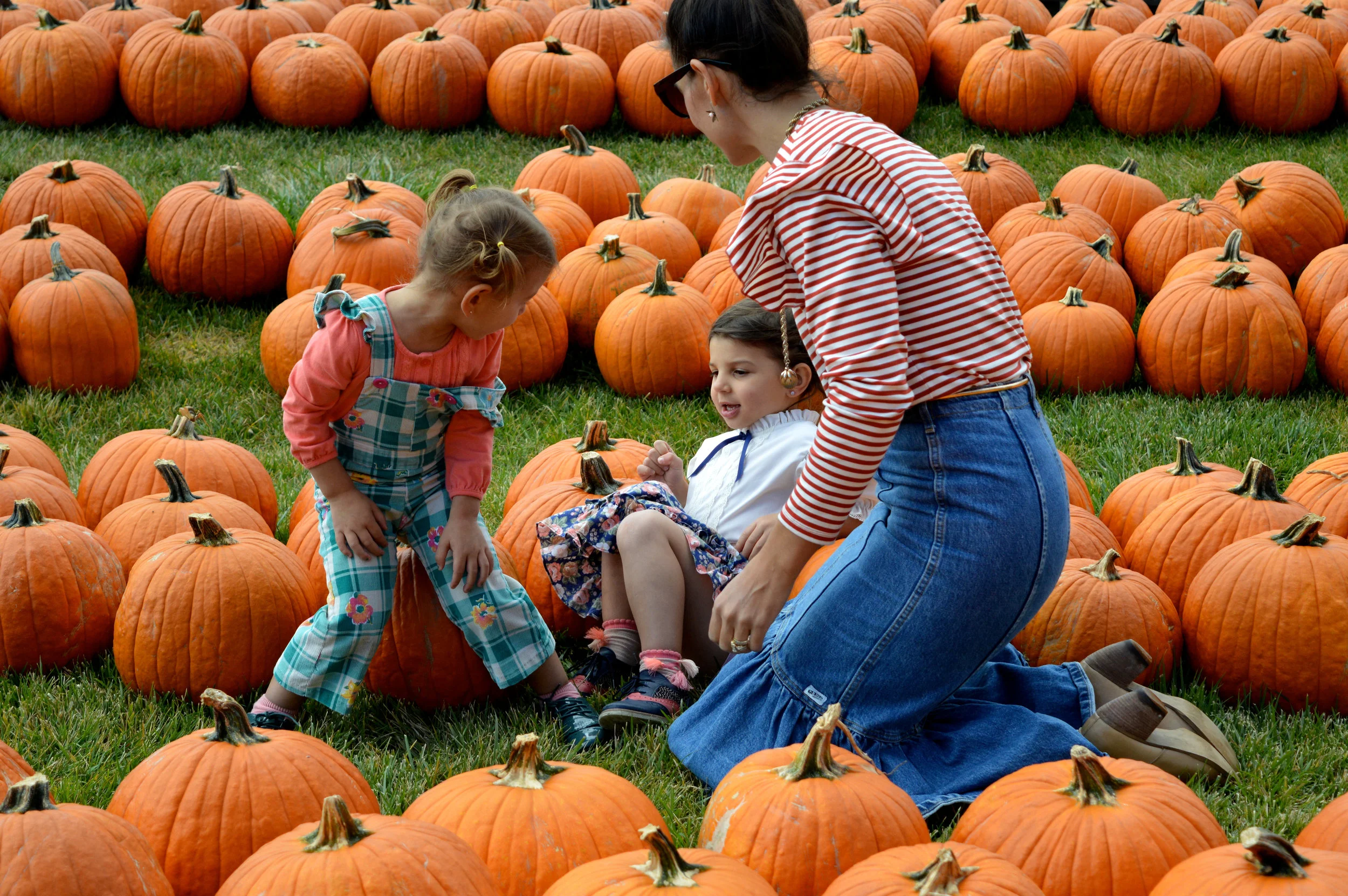Pumpkin Patch Aurora 13.jpg