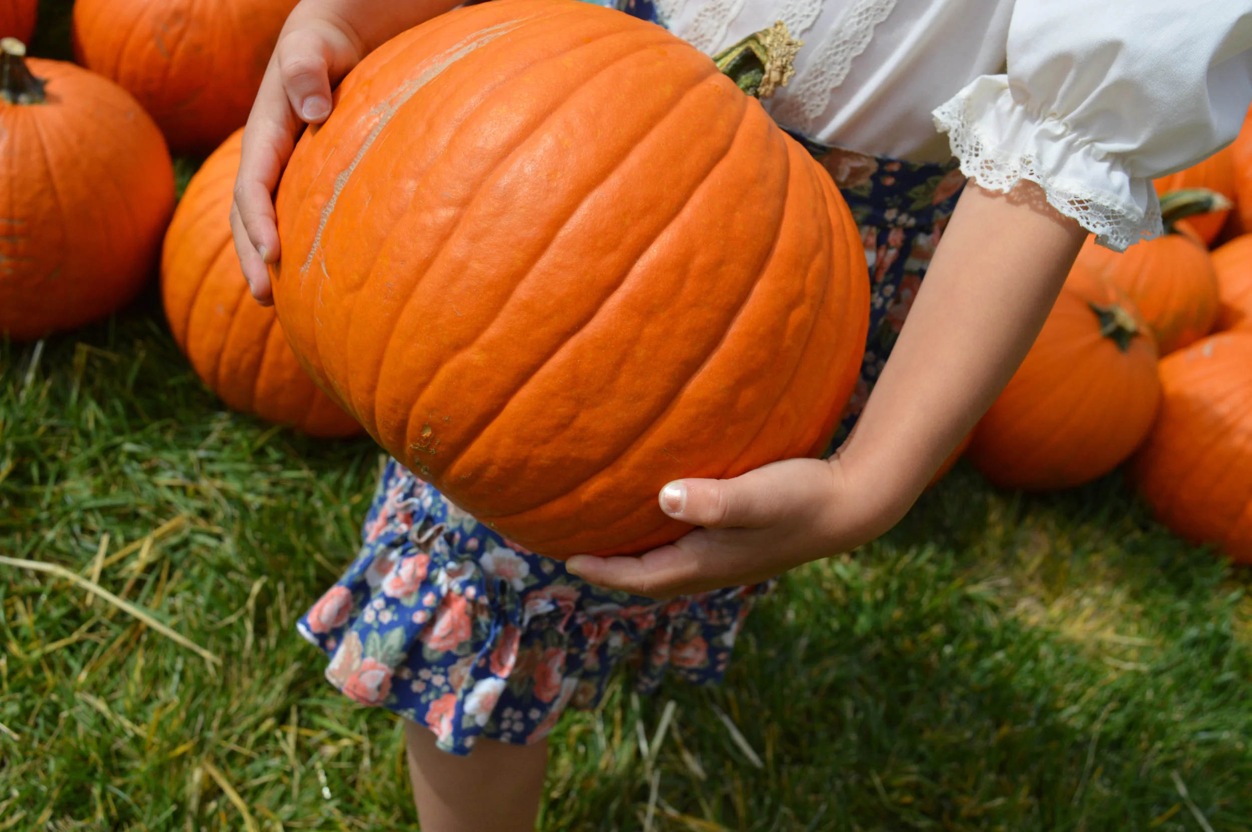 Pumpkin Patch Aurora 14.jpg