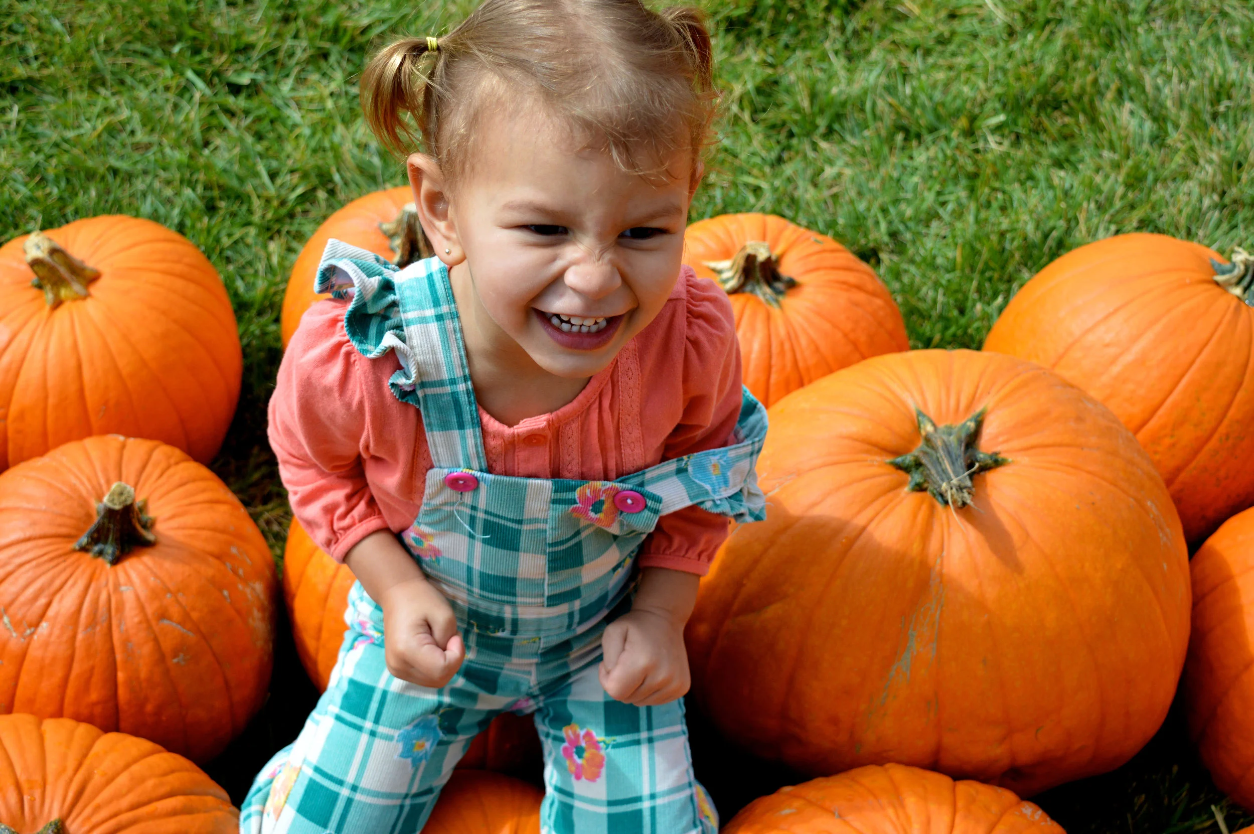 Pumpkin Patch Aurora 18.jpg