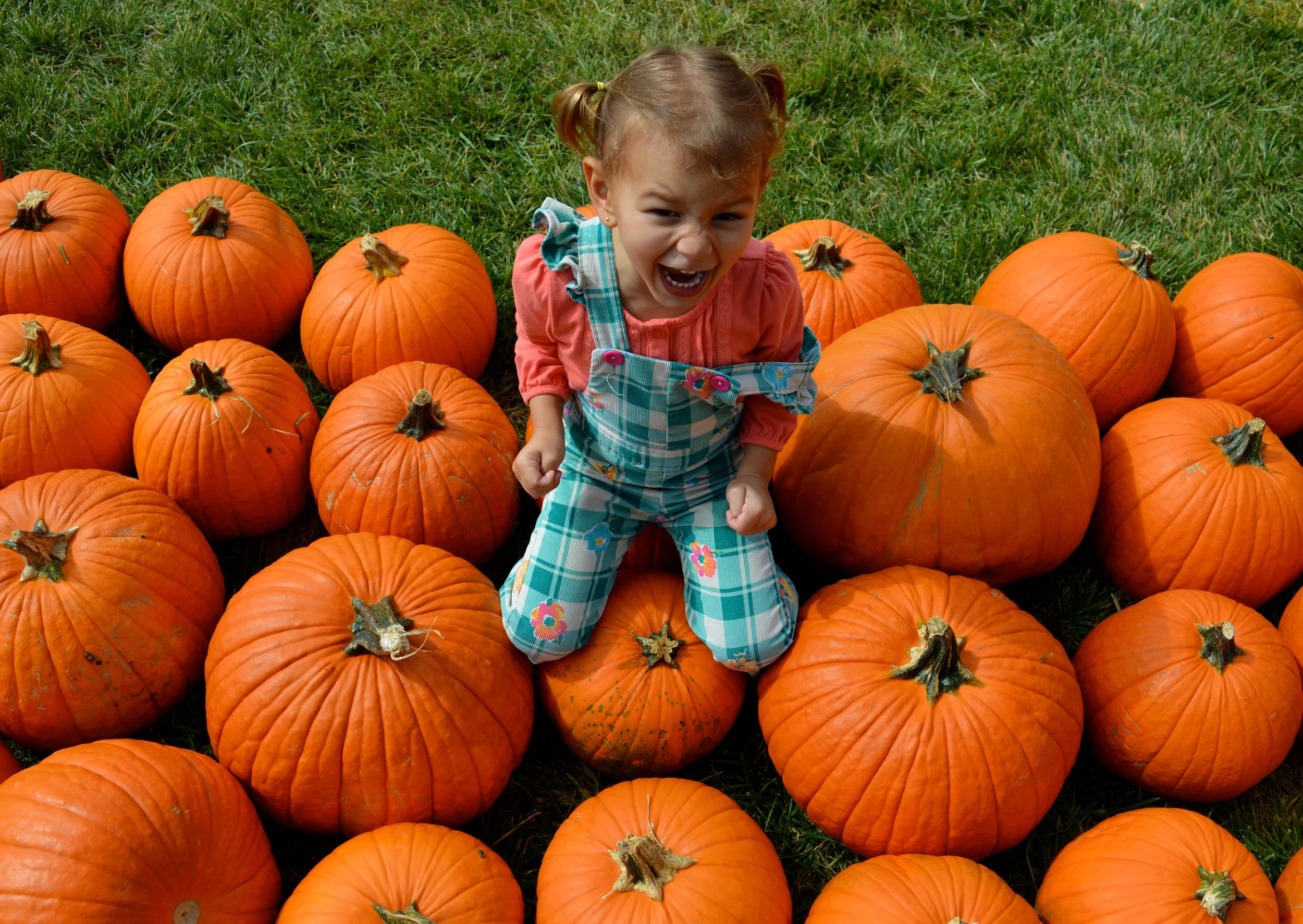 Pumpkin Patch Aurora 23.jpg