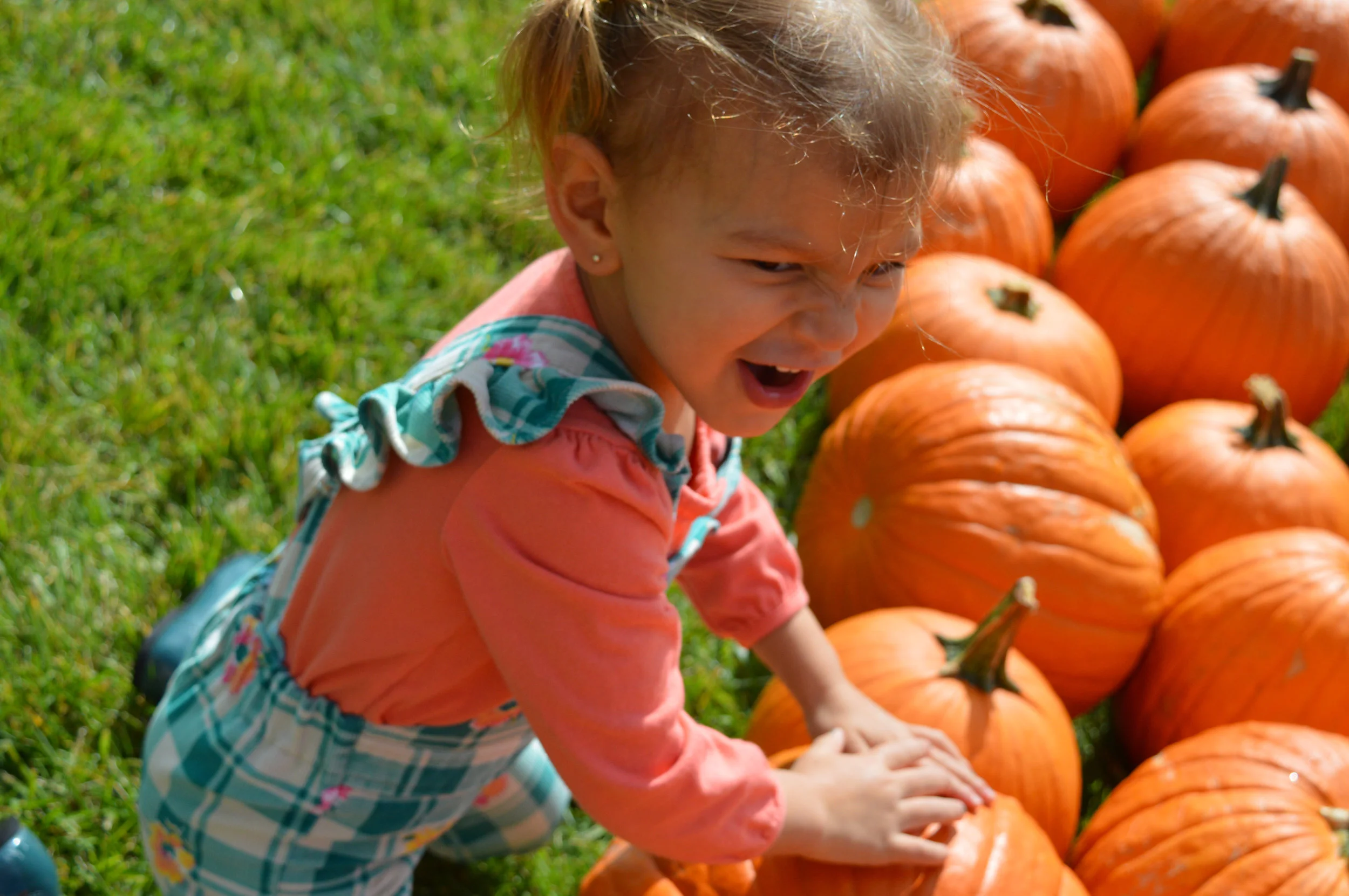 Pumpkin Patch Aurora 26.jpg