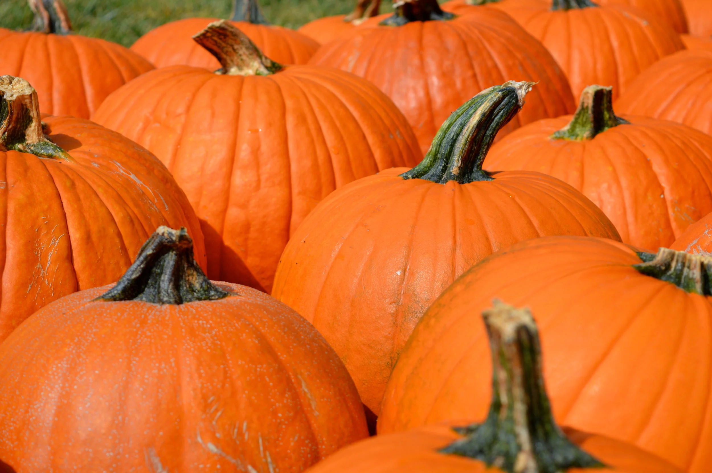 Pumpkin Patch Aurora 27.jpg