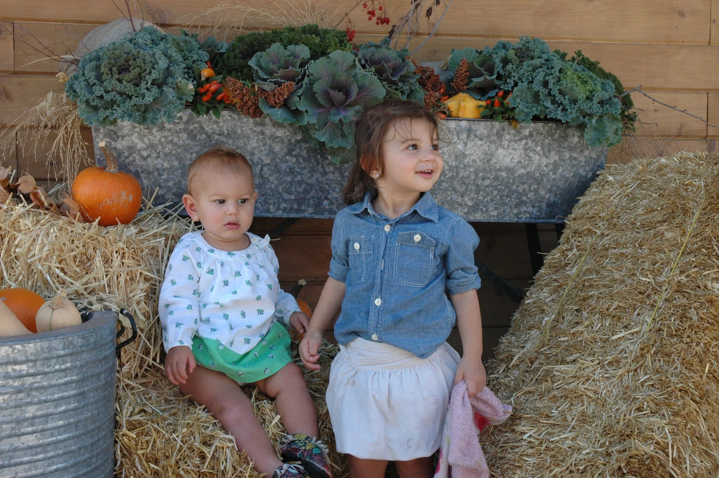 Pumpkin Scouting