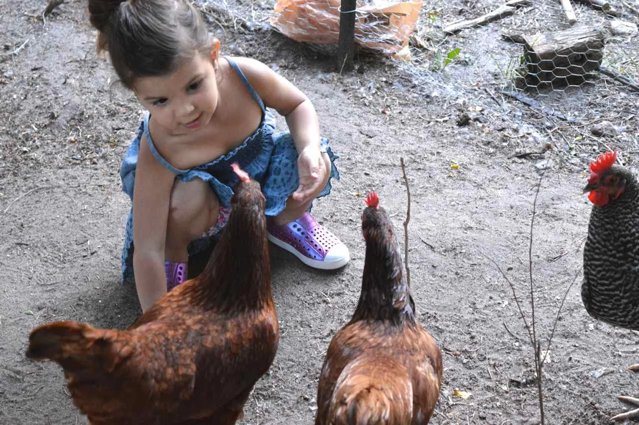 Feeding Chickens