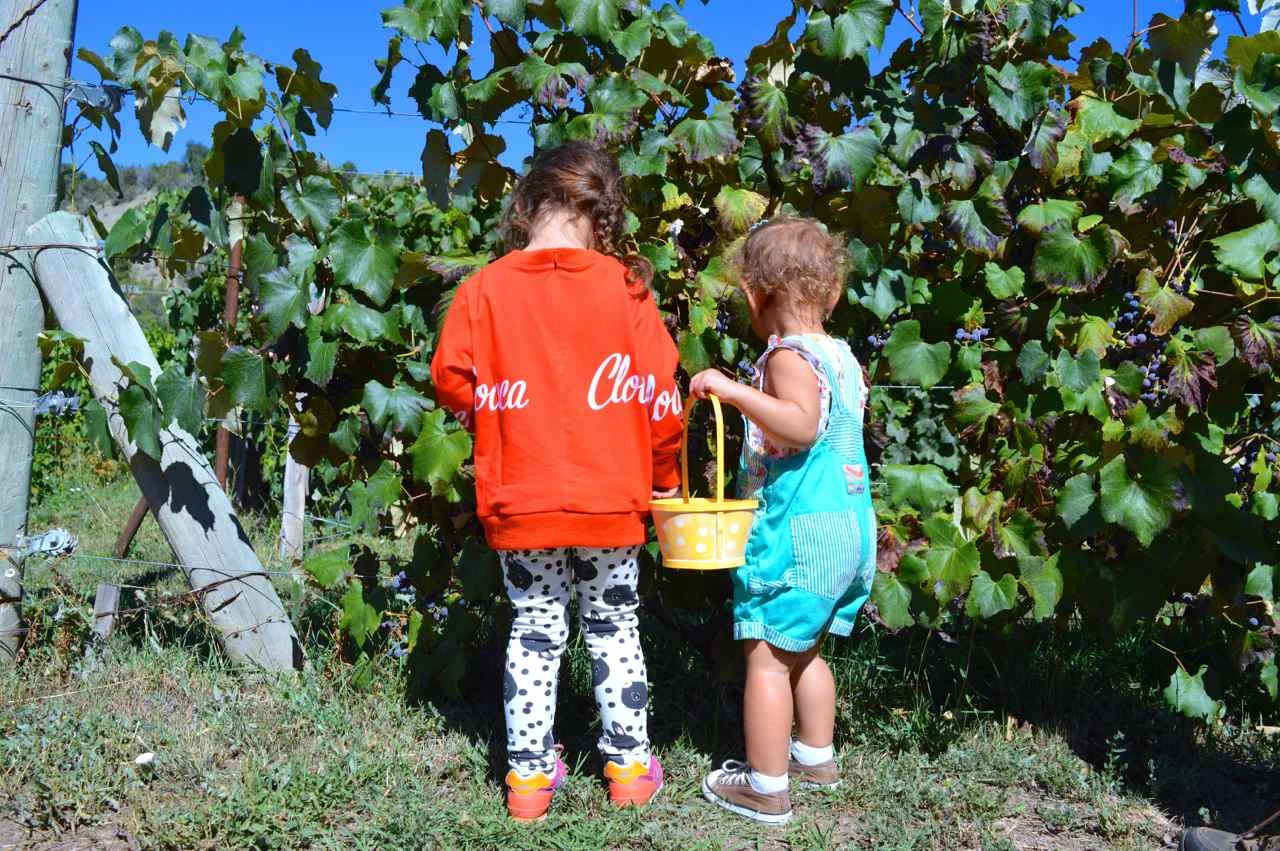 Apple Picking in Paonia at Delicious Orchards!