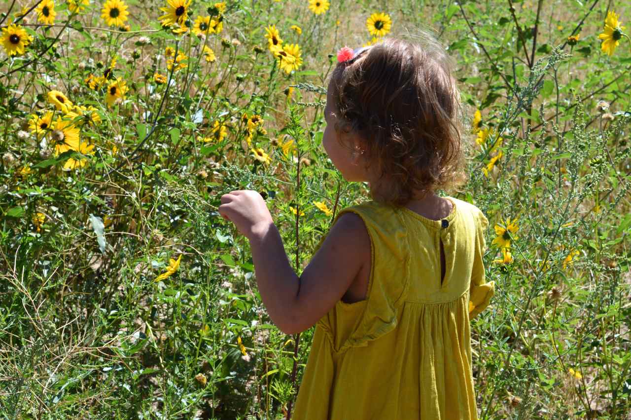 Sunflower Picking