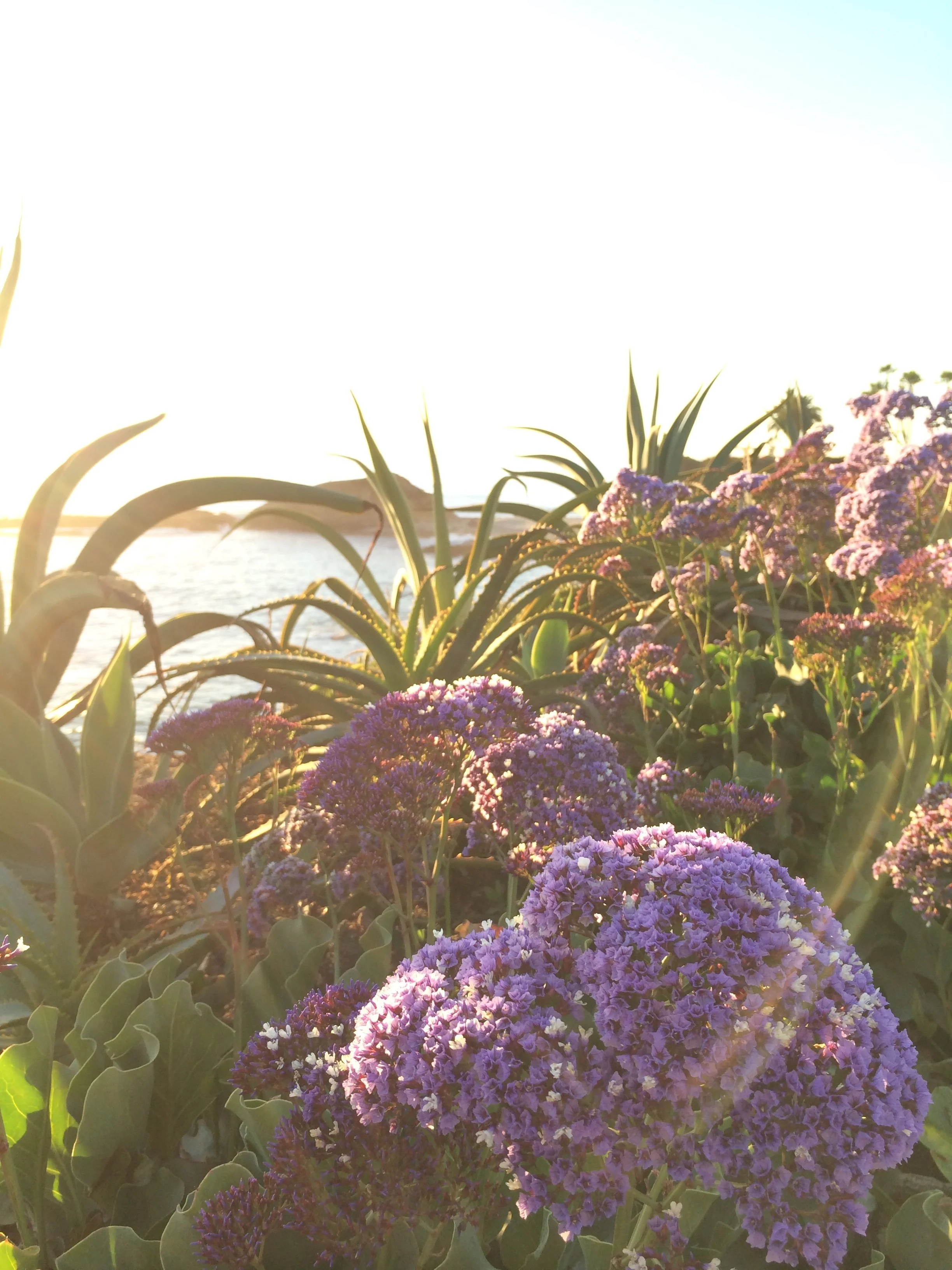 montage-flowers.jpg