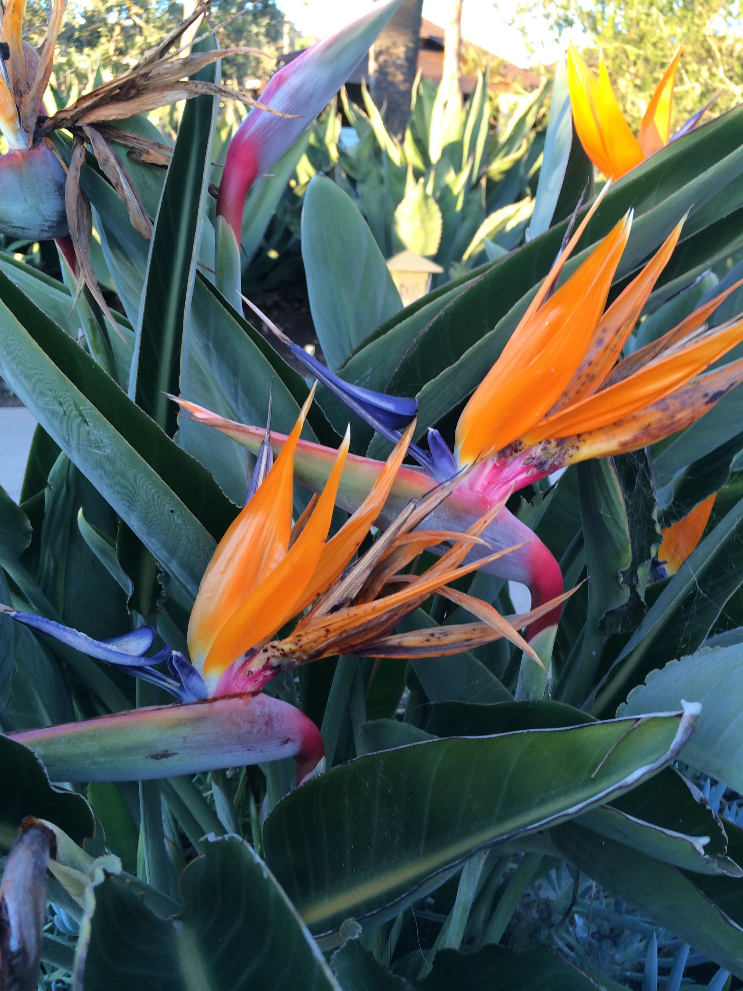 montage-bird-flowers.jpg