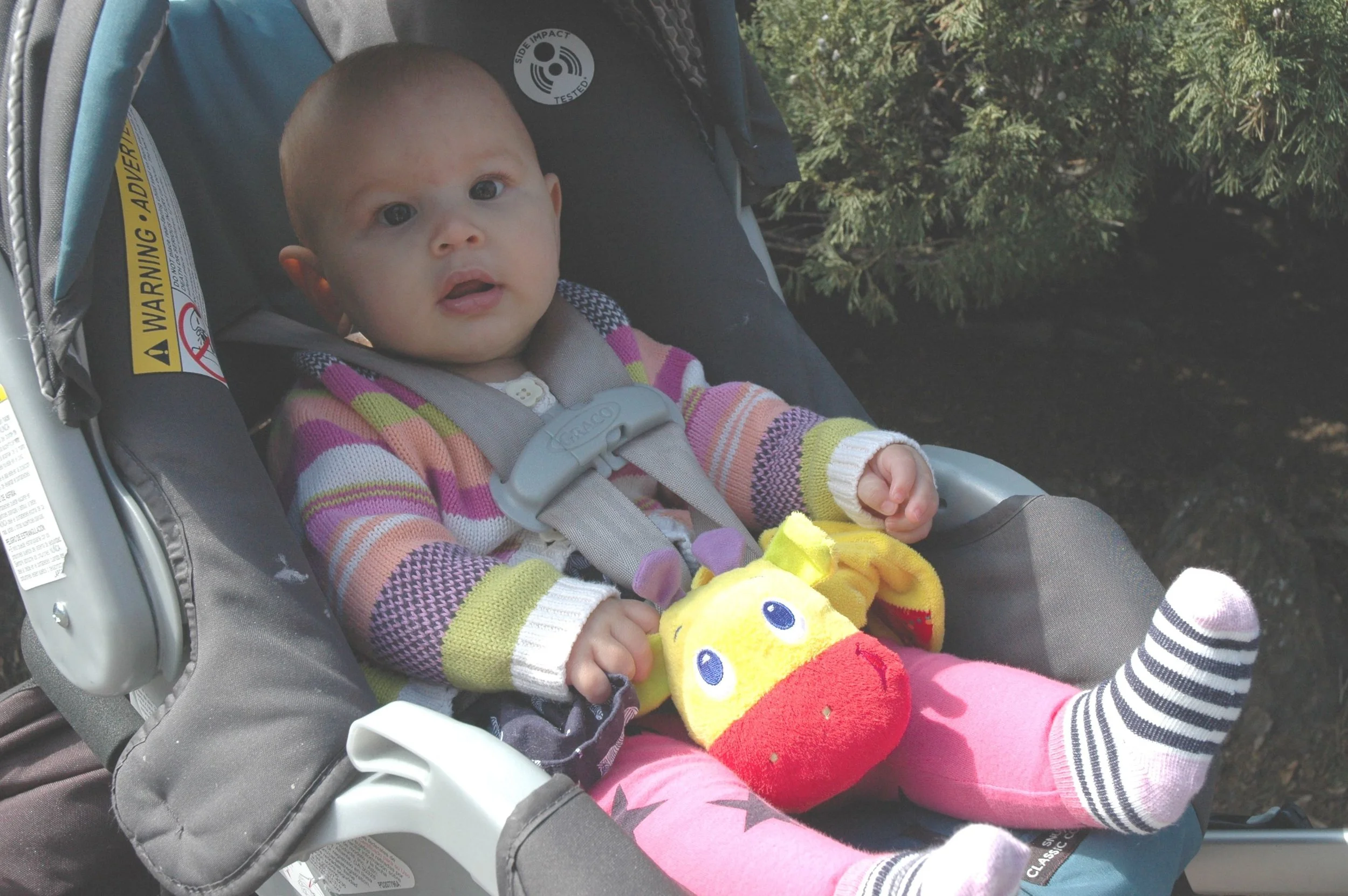 zoo-car-seat.jpg