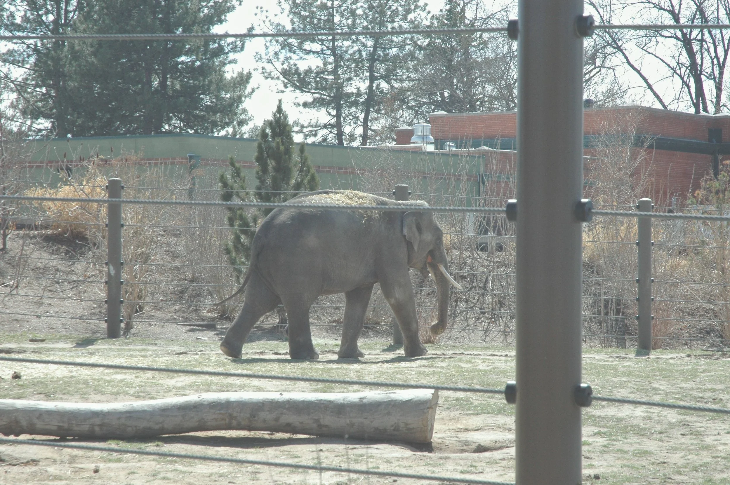 zoo-elephant.jpg
