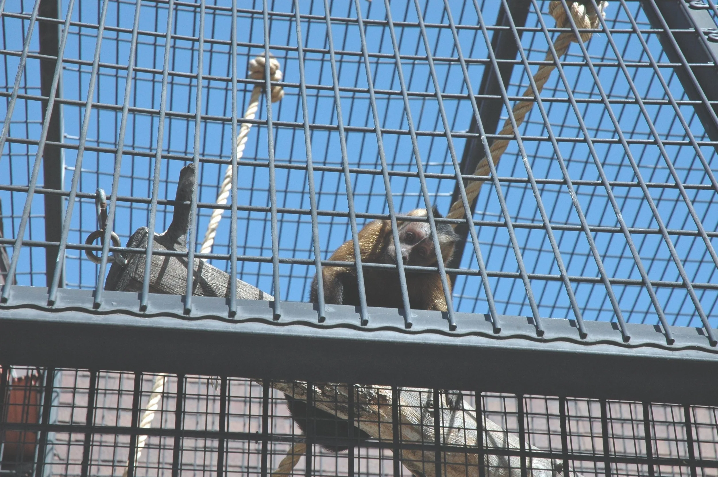zoo-monkey.jpg