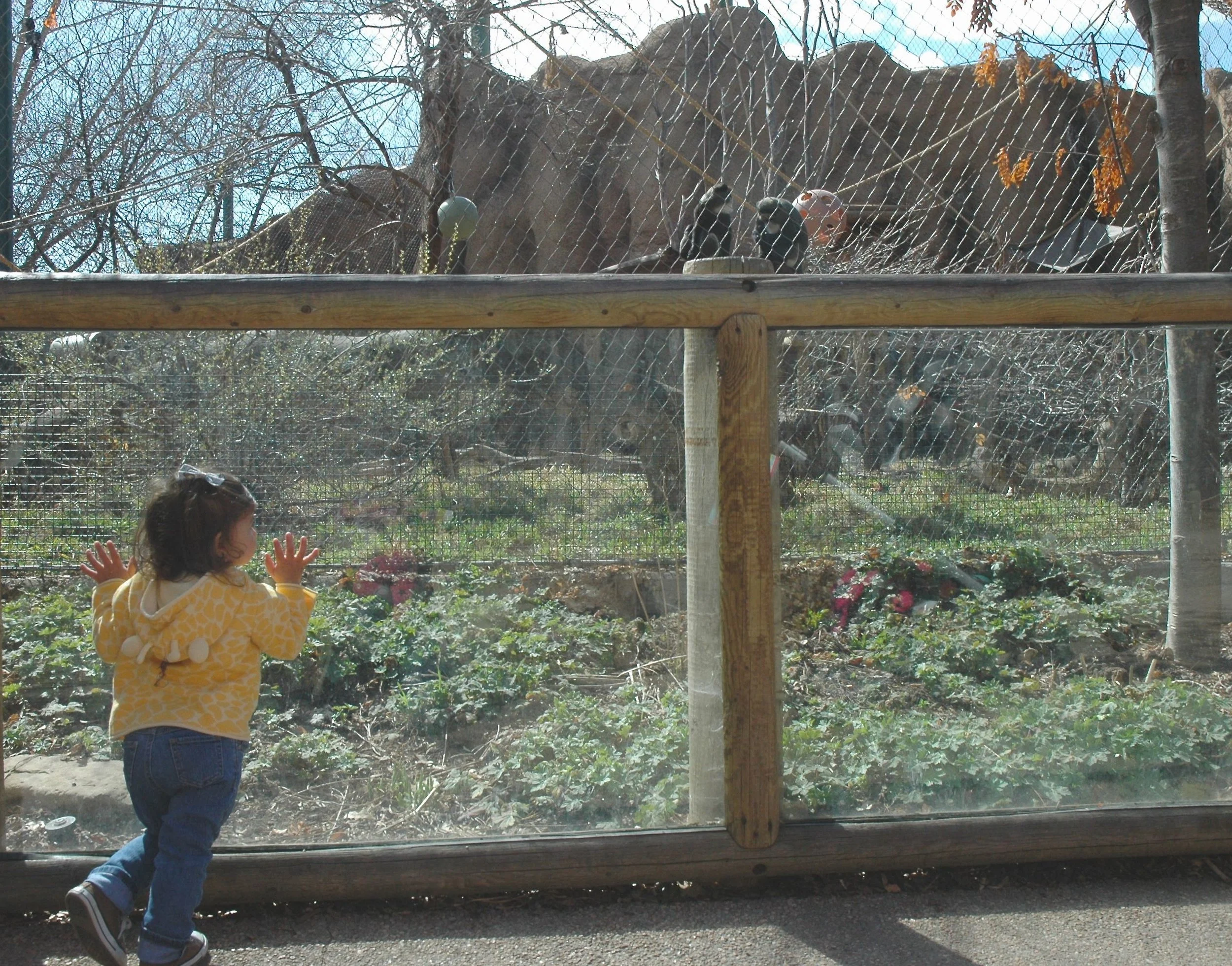 zoo-monkey-two.jpg
