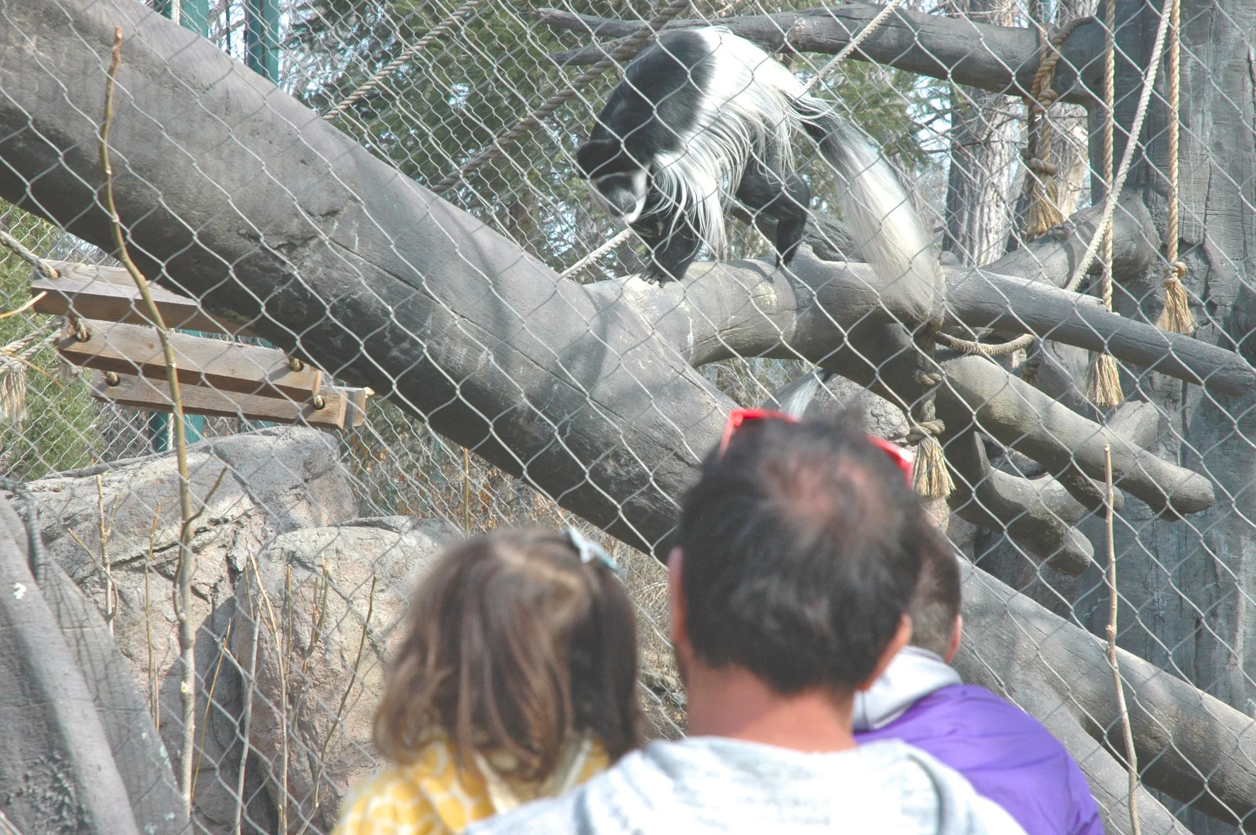 zoo-monkey-watch.jpg
