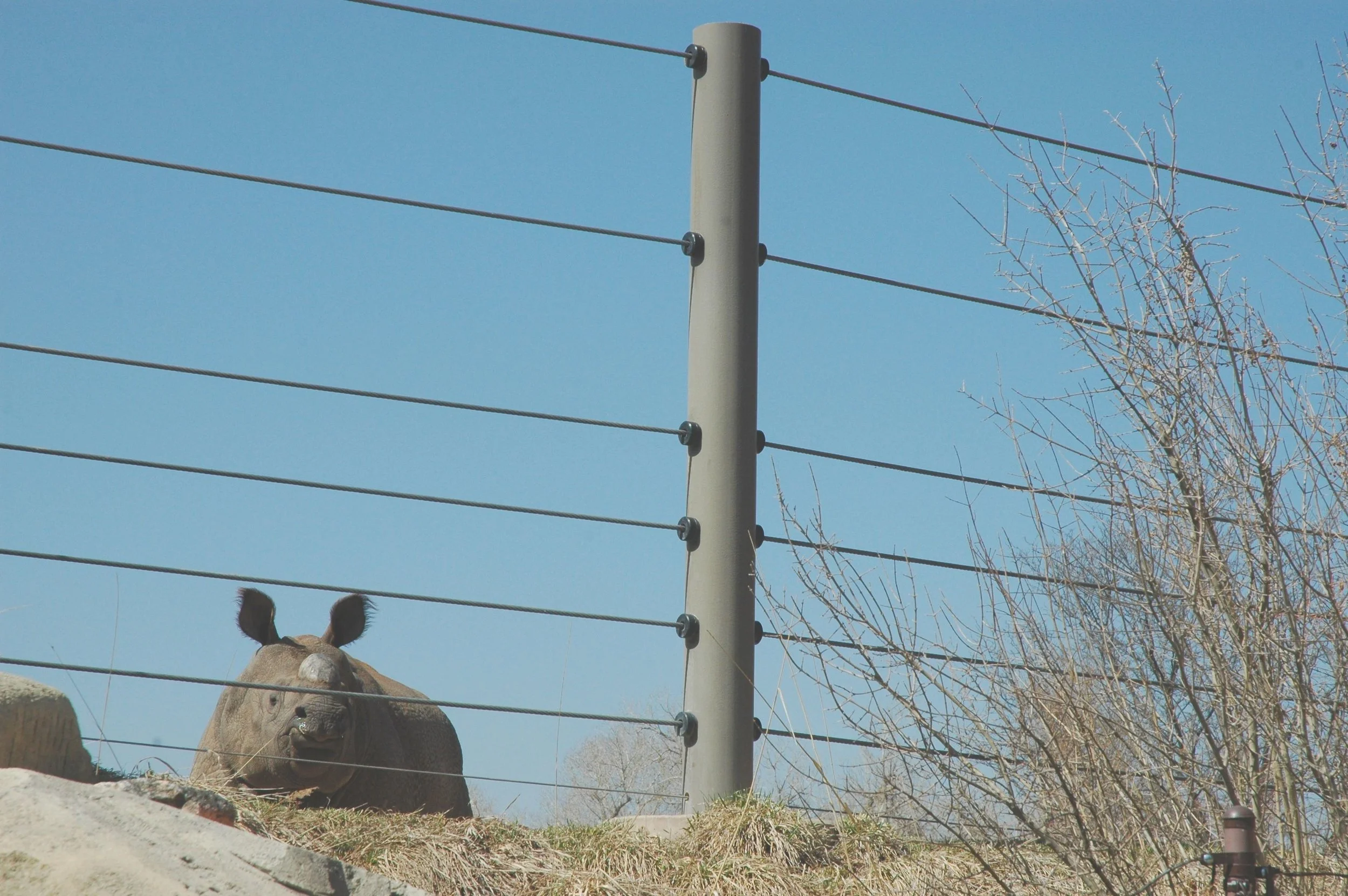 zoo-rhino.jpg