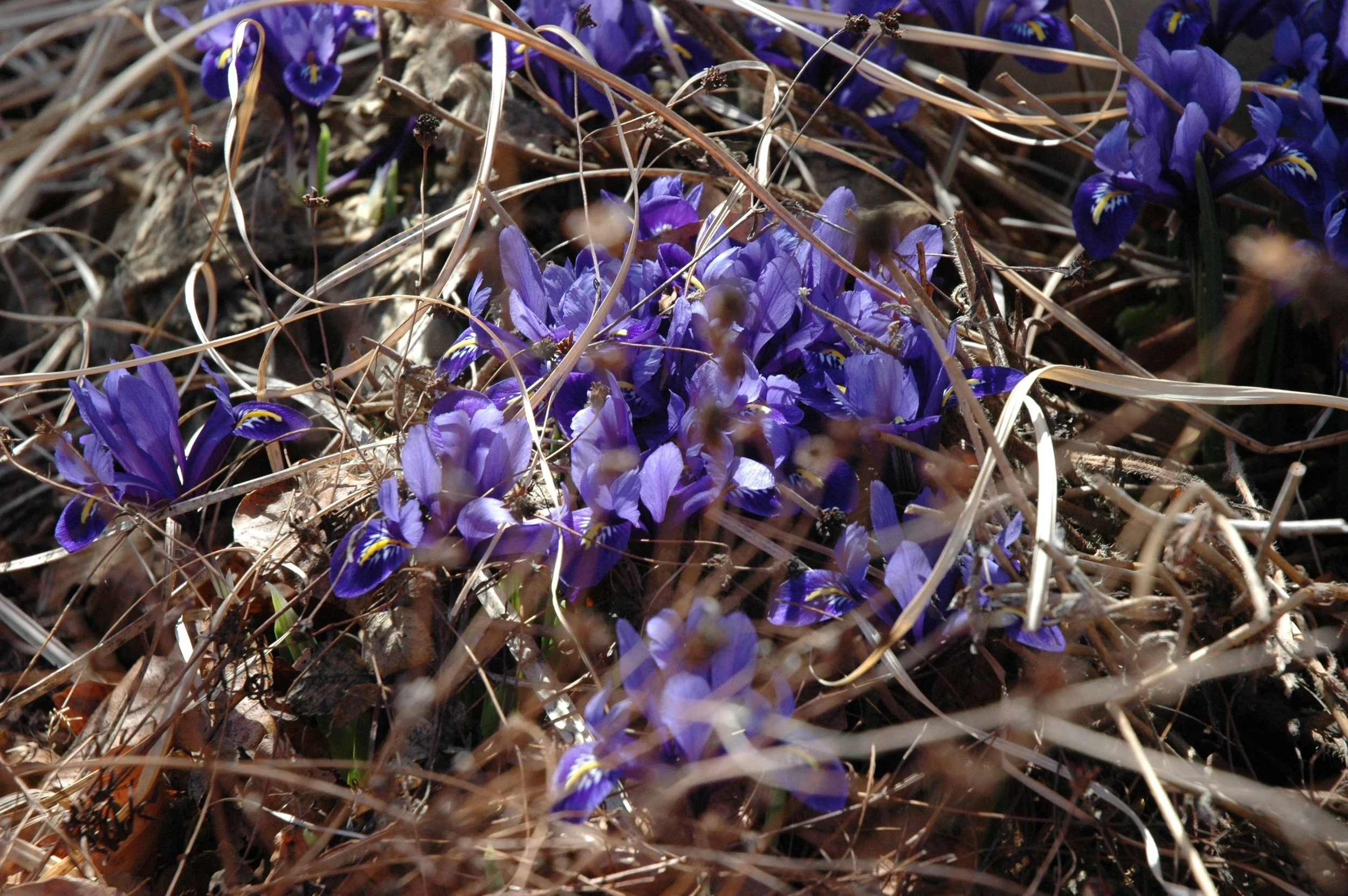 garden-dark-purple.jpg