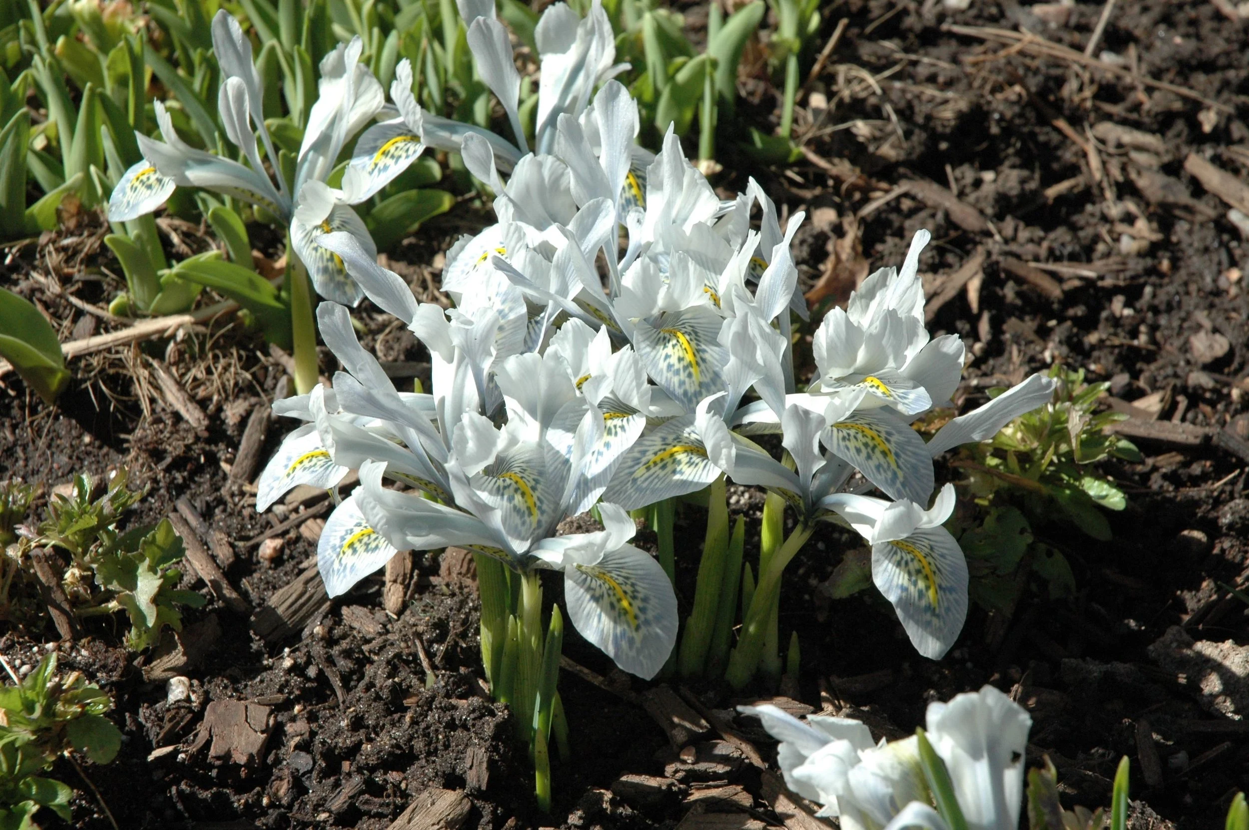 garden-flowers-white.jpg