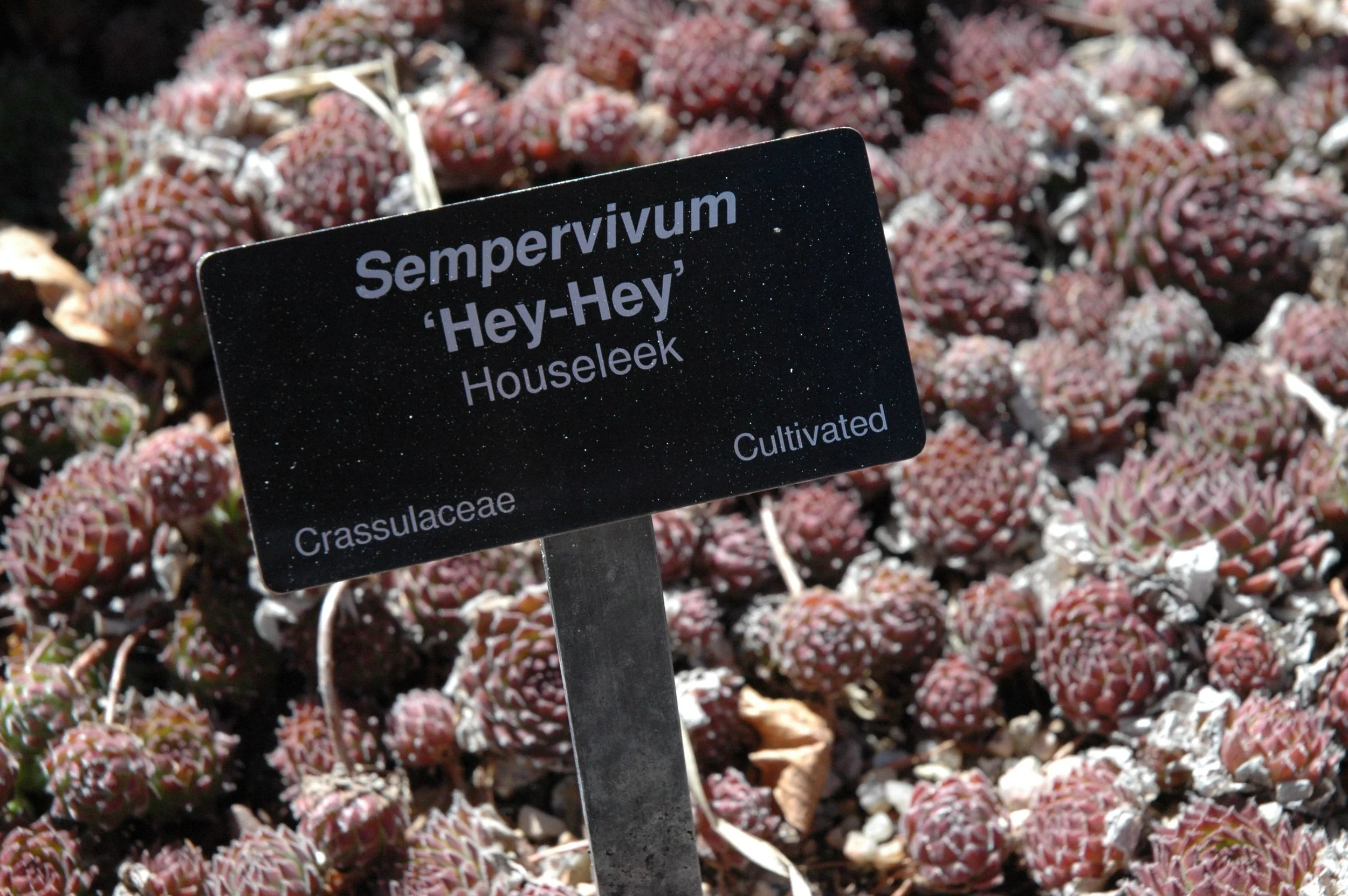 garden-hey-hey.jpg