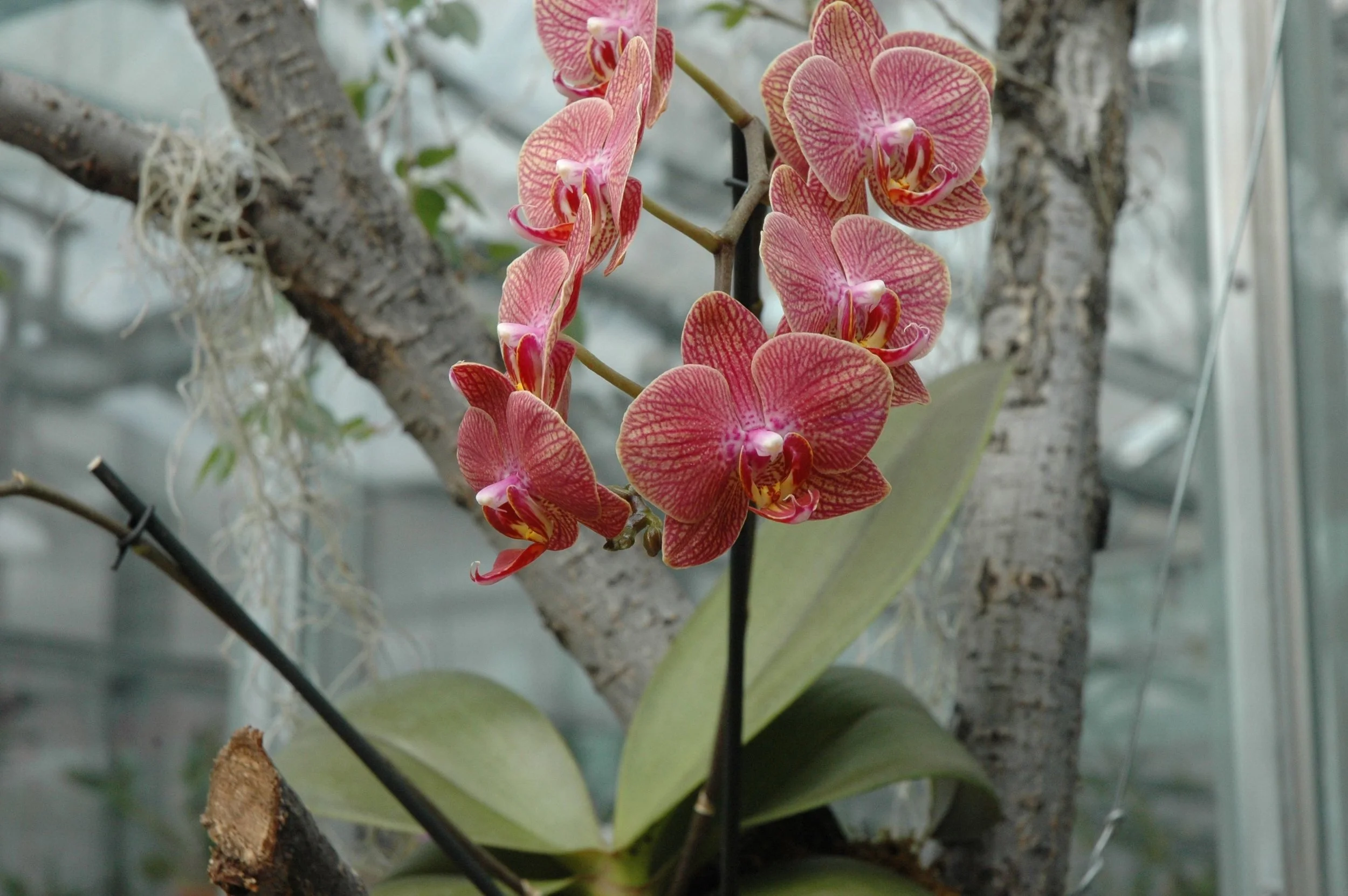 garden-orchids-pink-2.jpg