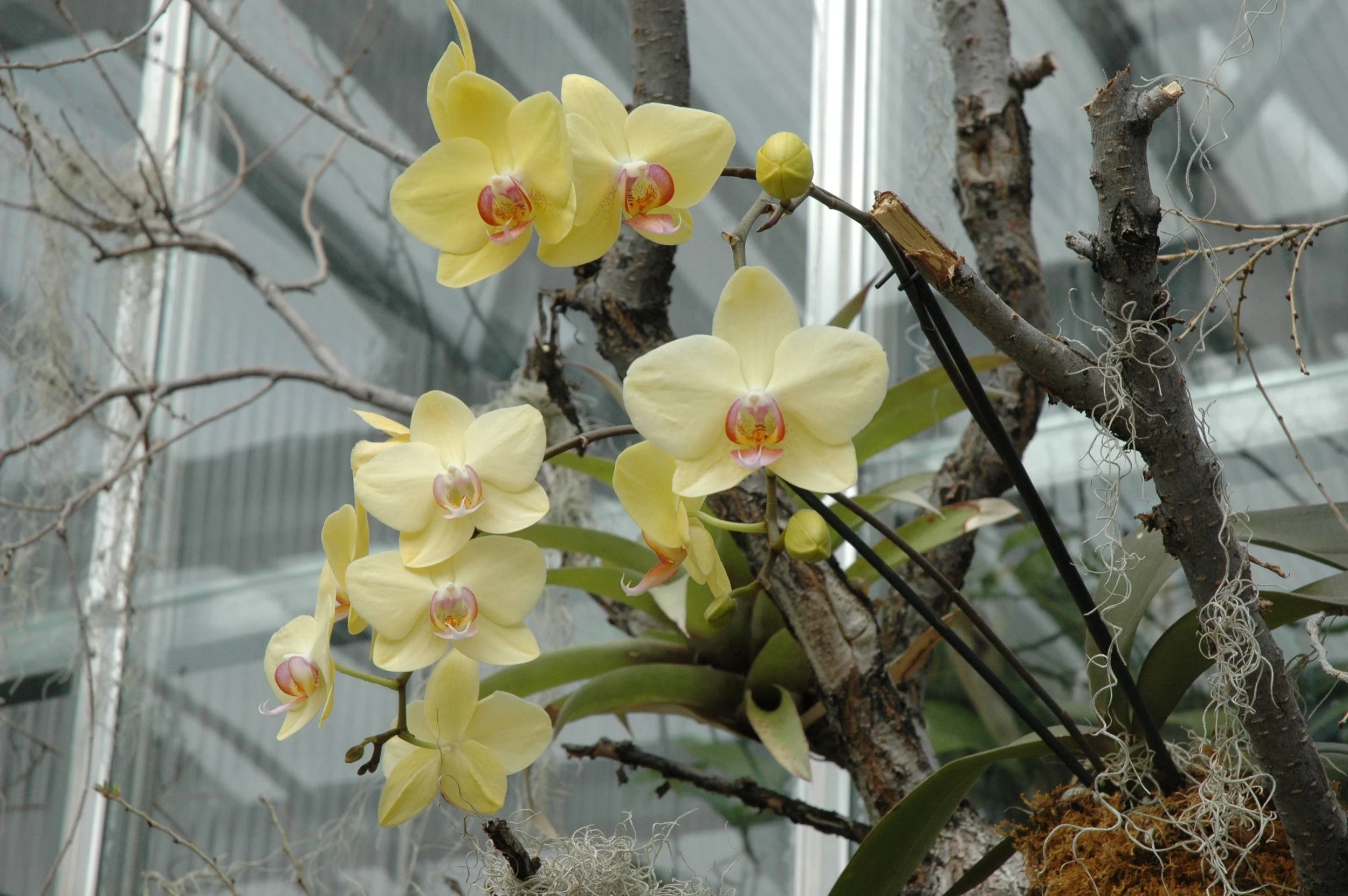 garden-orchids-yellow.jpg