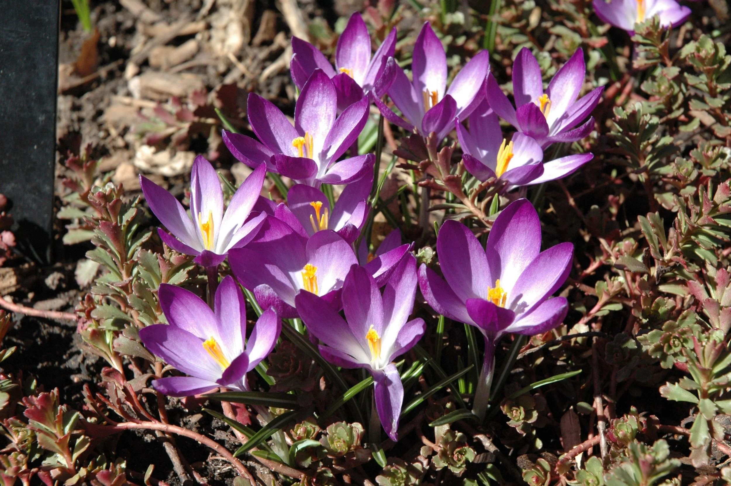 garden-flowers-purple.jpg