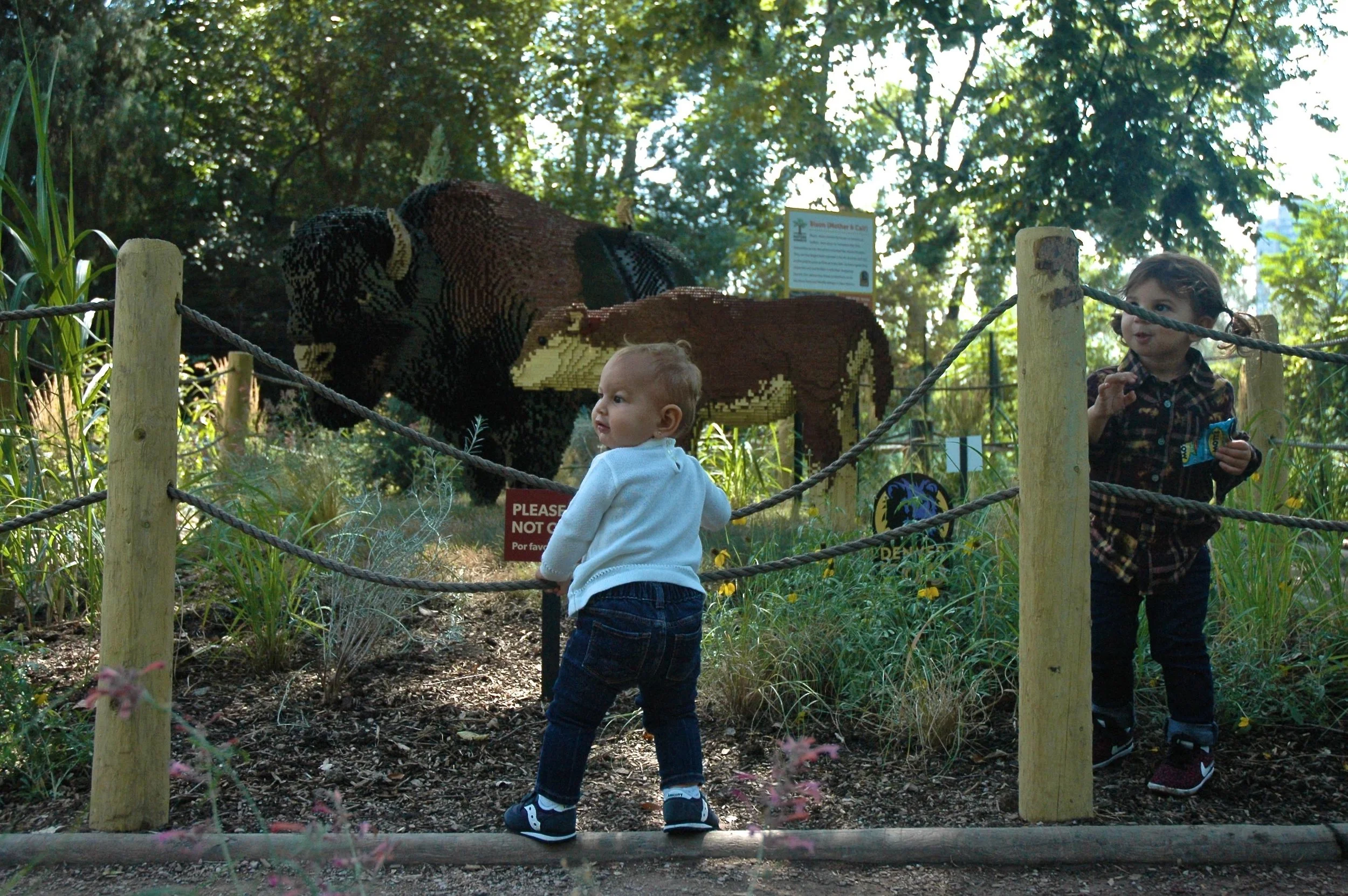 z-cows.jpg