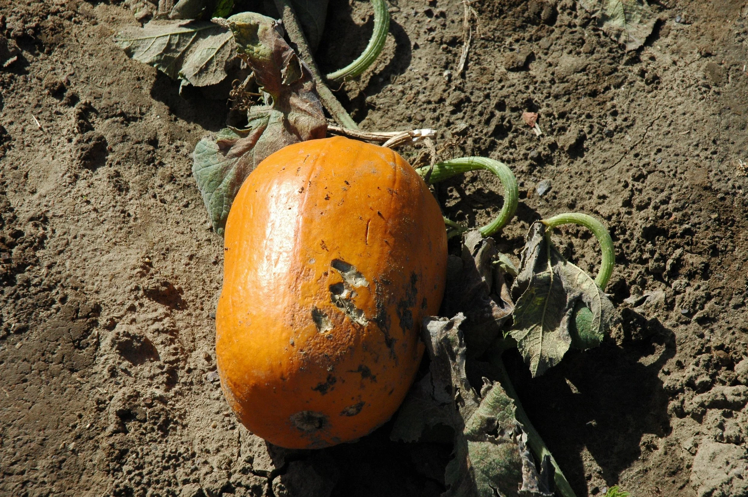 r24.jpg