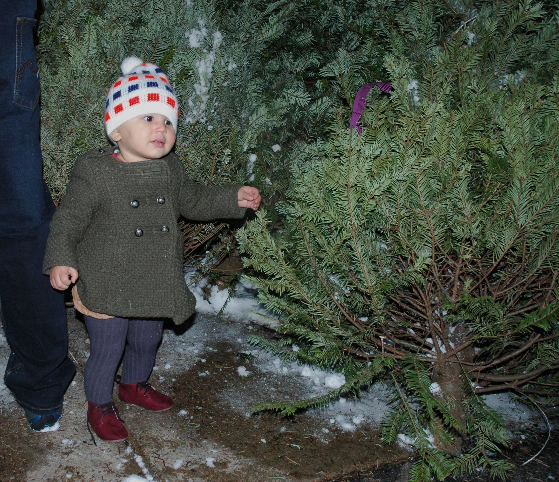 tree-10.jpg