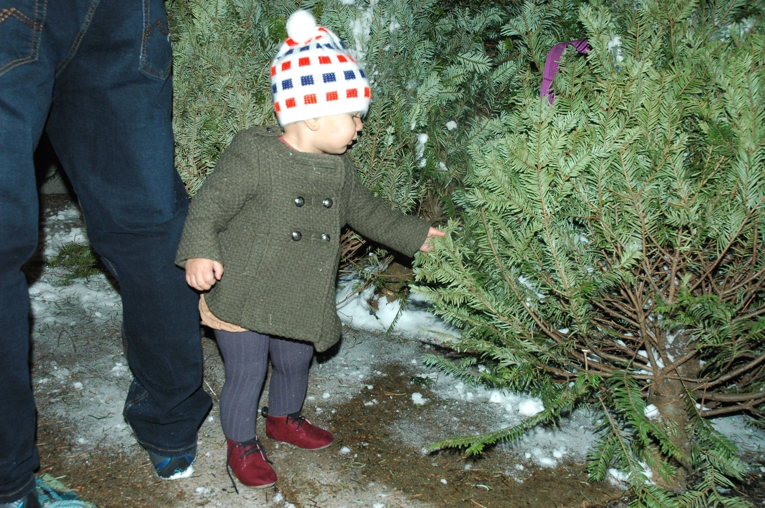 tree-11.jpg