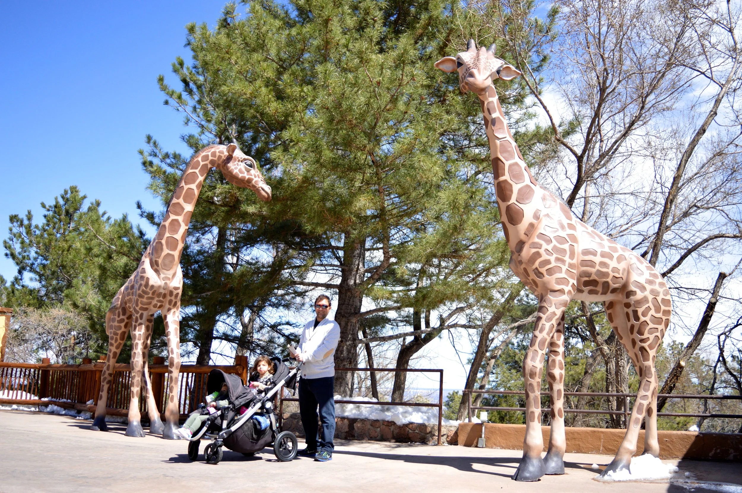 cheyenne-mountain-zoo-giraffe-1.jpg
