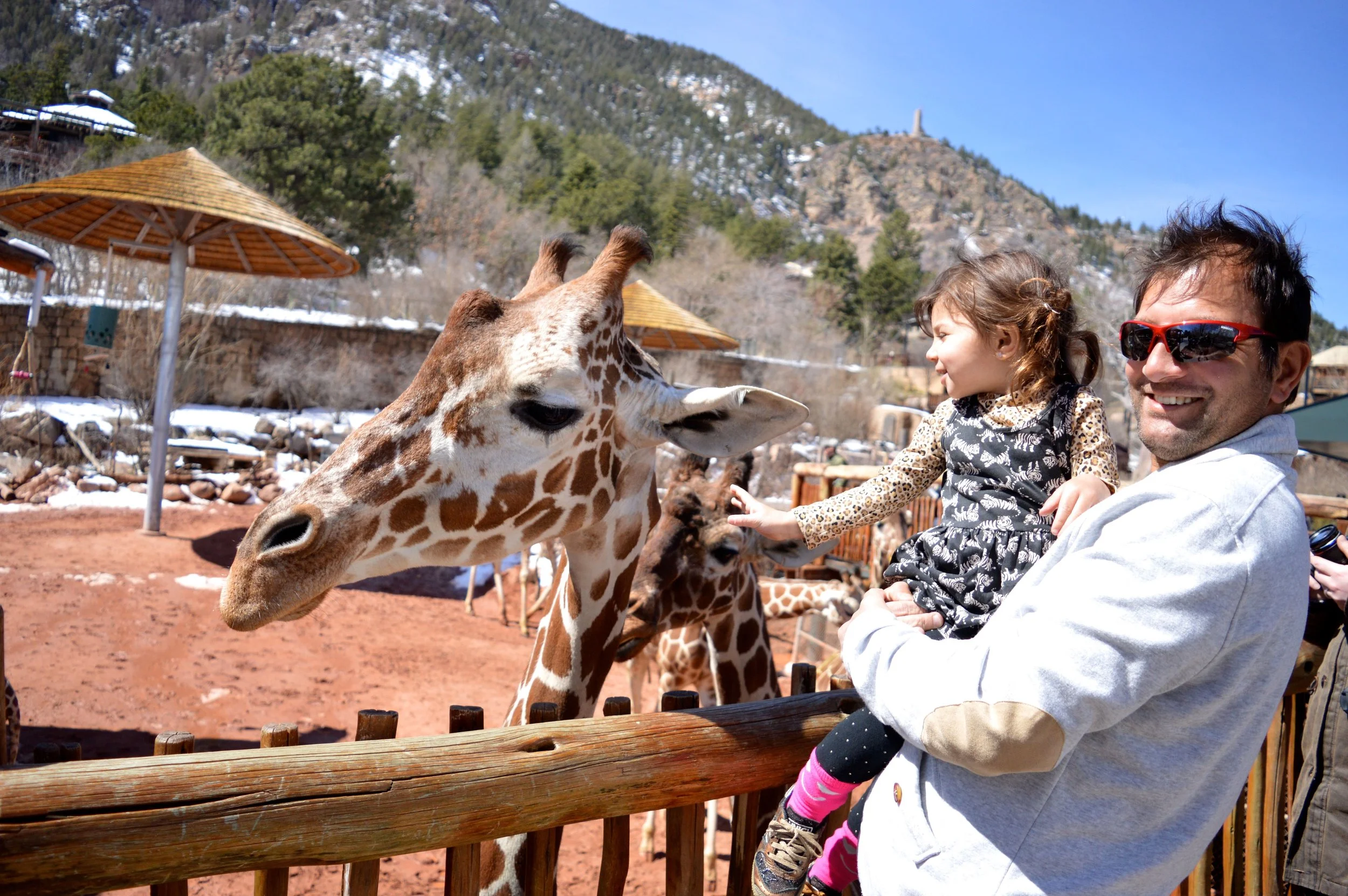cheyenne-mountain-zoo-giraffe-3.jpg