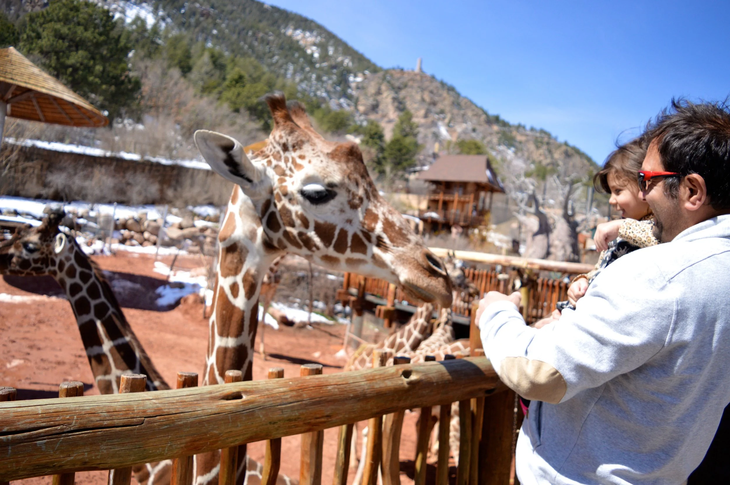 cheyenne-mountain-zoo-giraffe-4.jpg