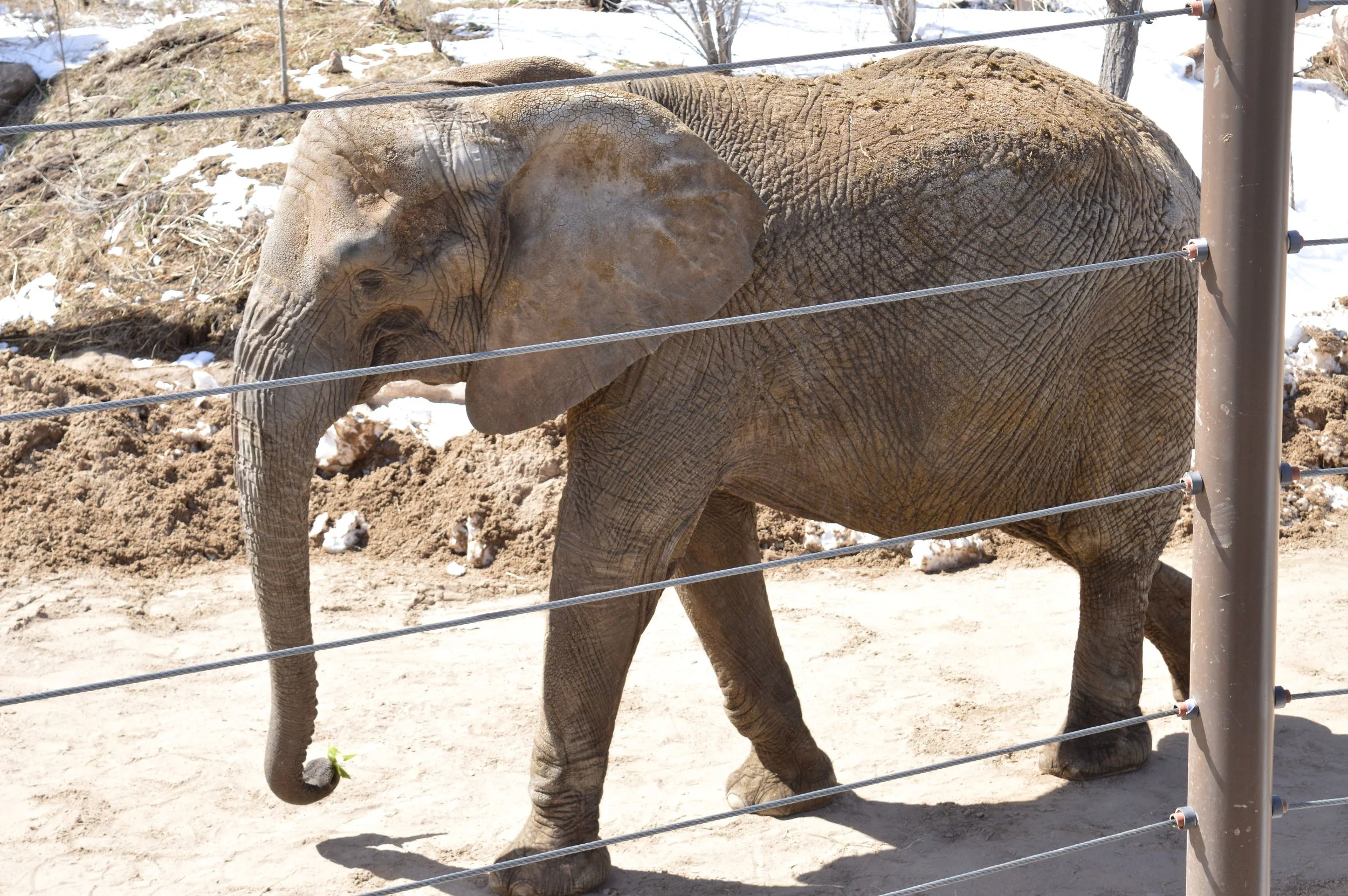 cheyenne-mountain-zoo-elephant-2.jpg