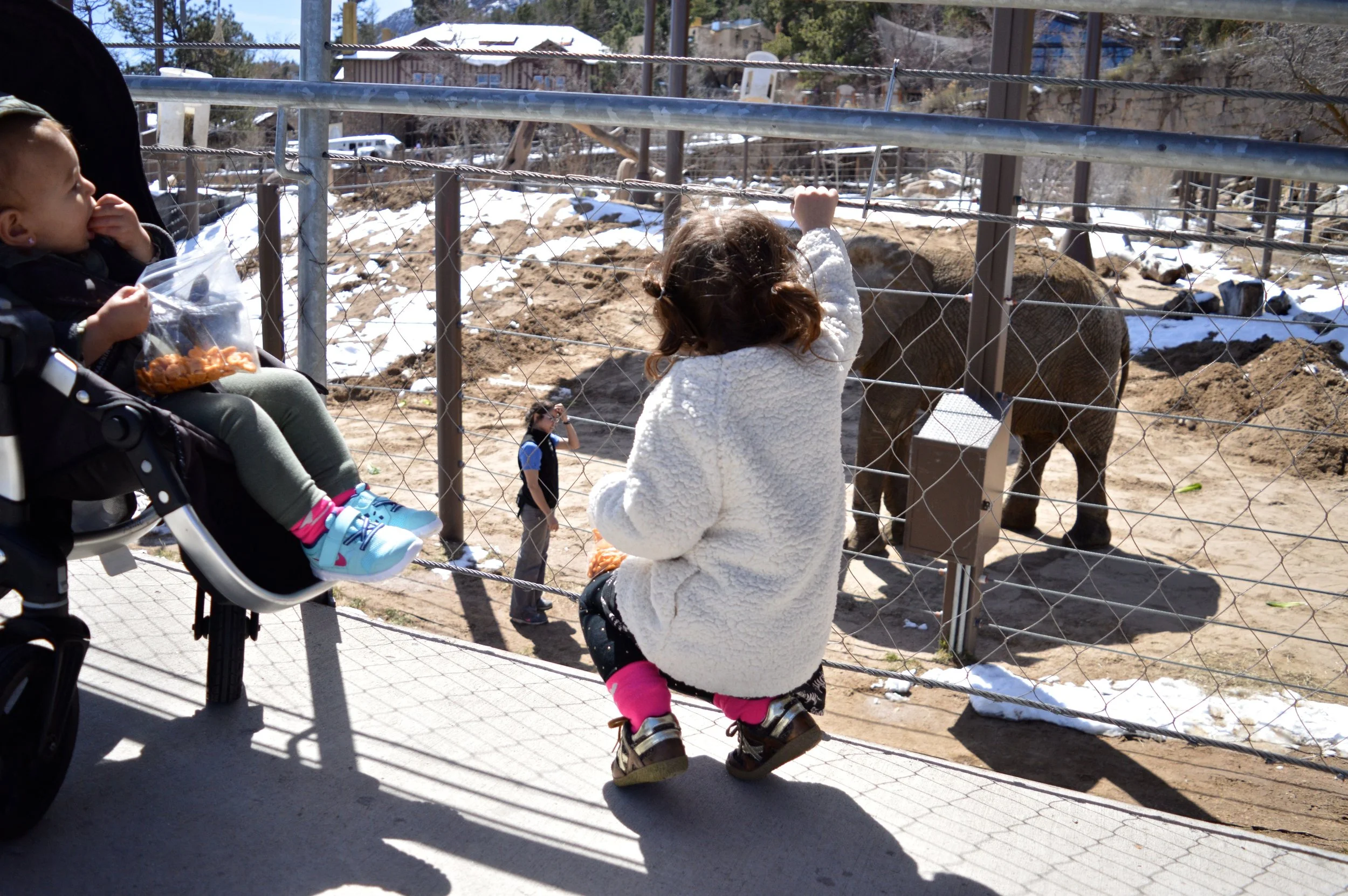cheyenne-mountain-zoo-elephant-3.jpg