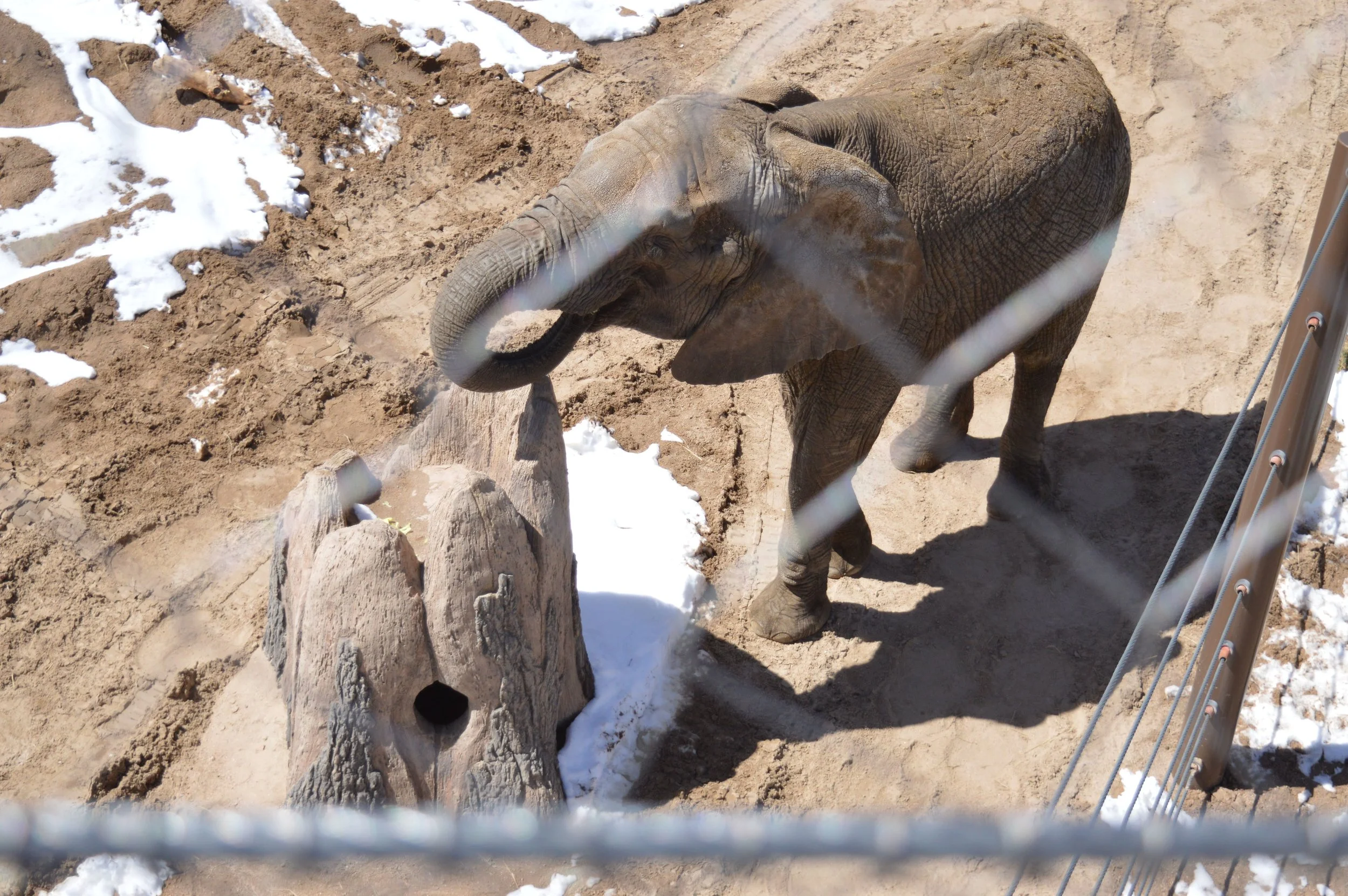cheyenne-mountain-zoo-elephant-4.jpg
