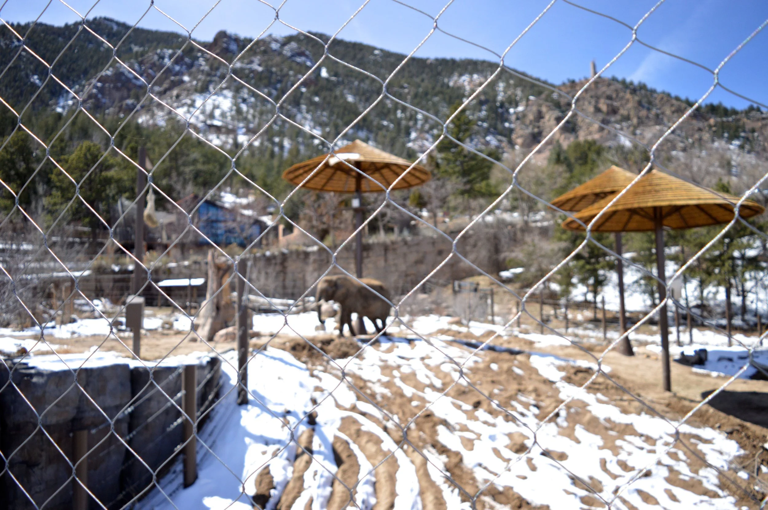cheyenne-mountain-zoo-elephant-5.jpg