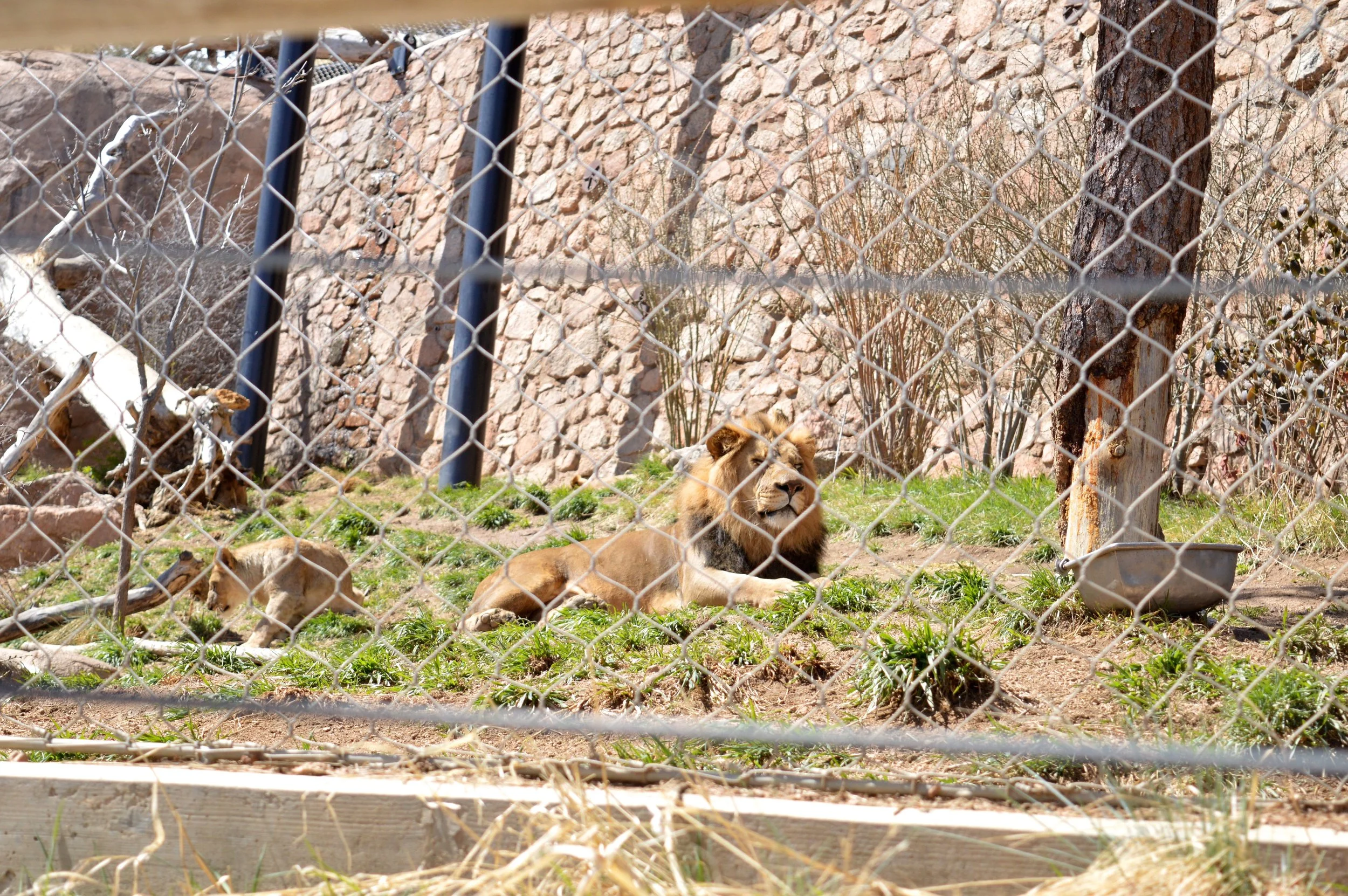 cheyenne-mountain-zoo-lion.jpg