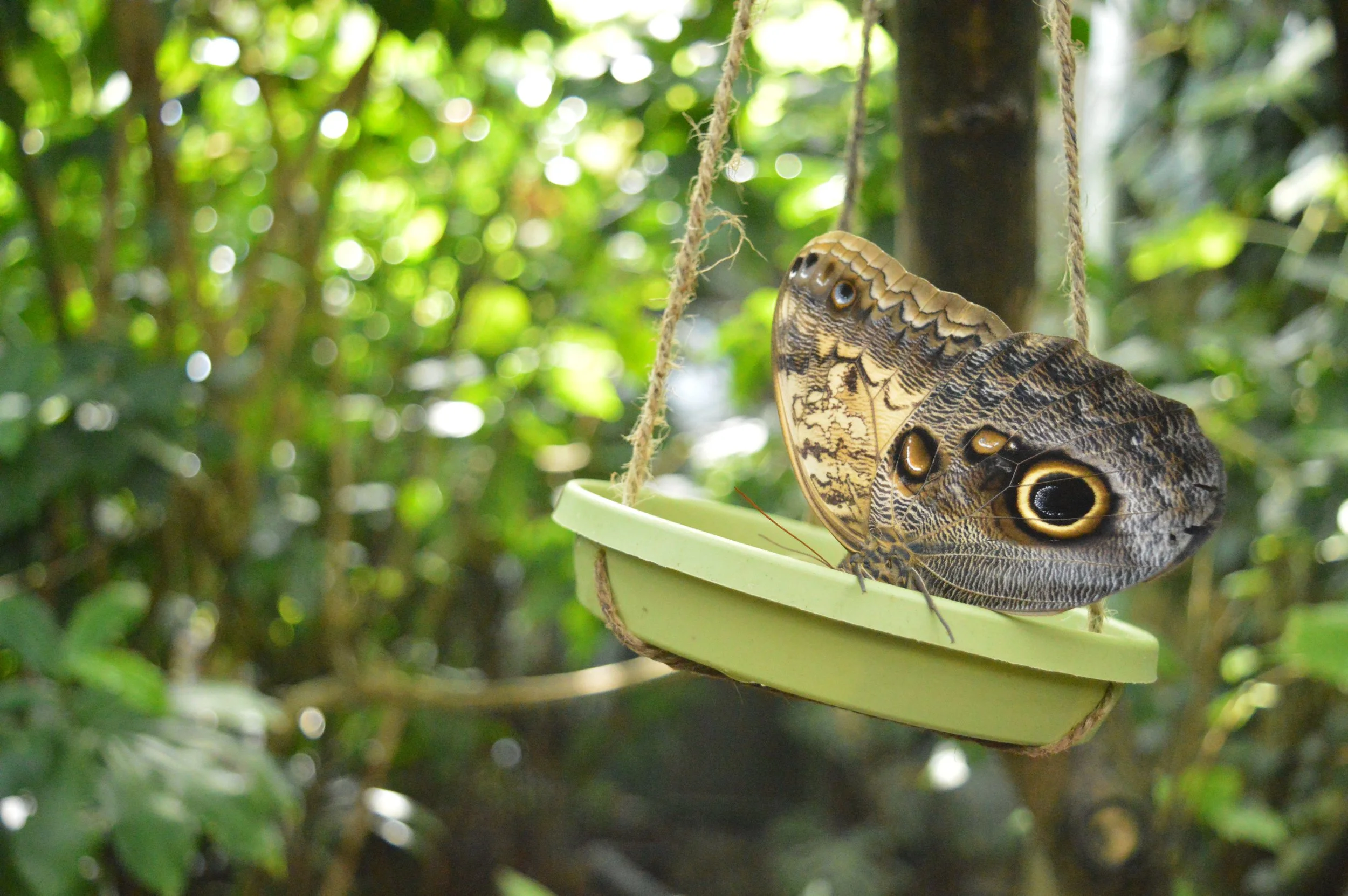 butterfly-pavilion-18-1.jpg
